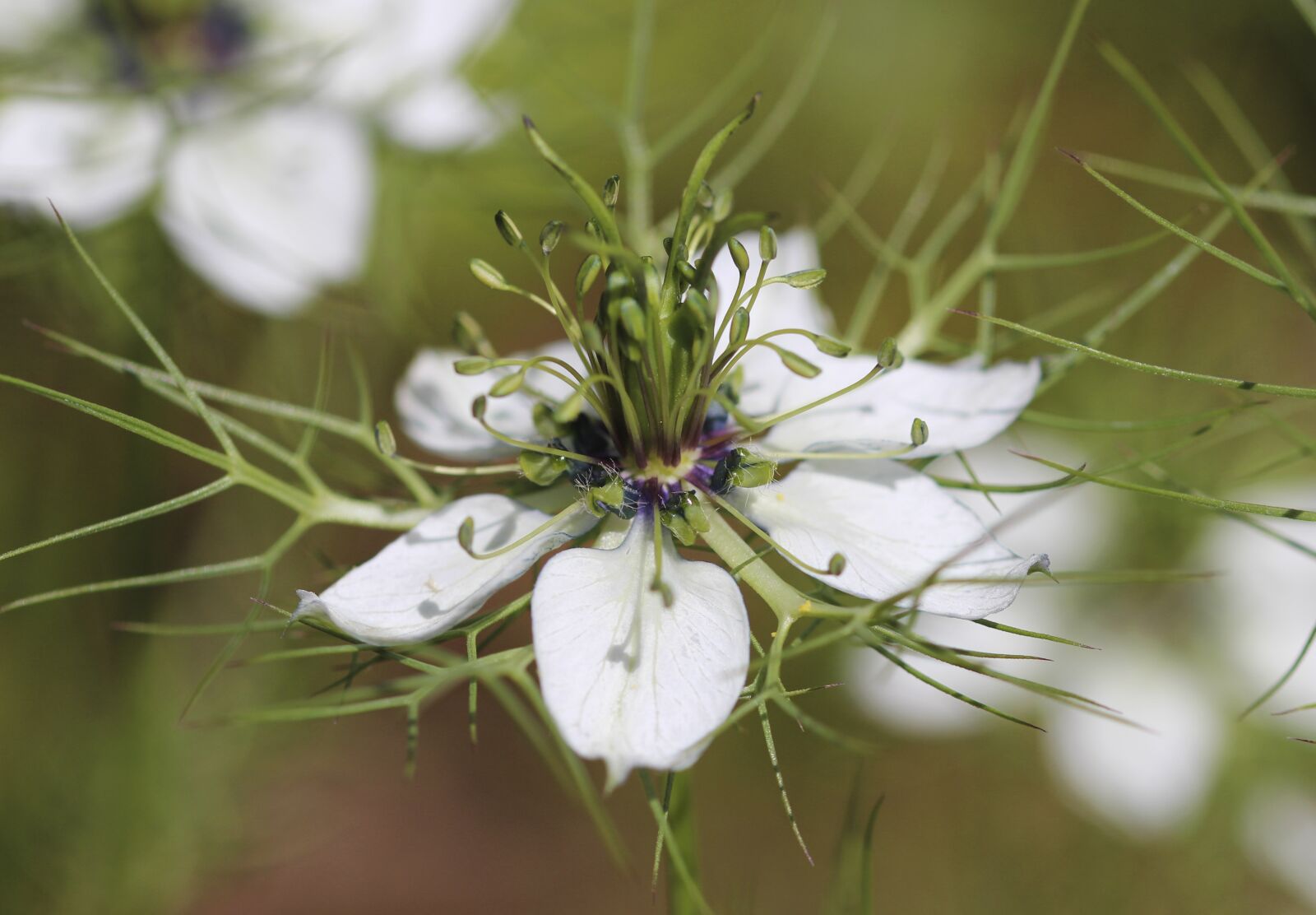 Canon EOS 700D (EOS Rebel T5i / EOS Kiss X7i) sample photo. Nigella damascena, flower, white photography