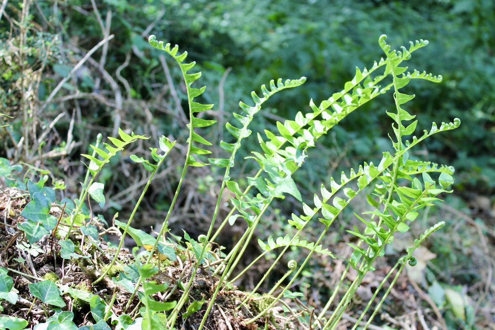 Canon EOS 1100D (EOS Rebel T3 / EOS Kiss X50) sample photo. Fern, nature, green photography