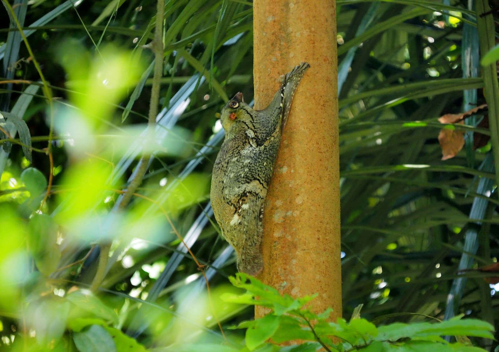 Olympus Zuiko Digital ED 50-200mm F2.8-3.5 SWD sample photo. Lemur perch, outdoor, wild photography