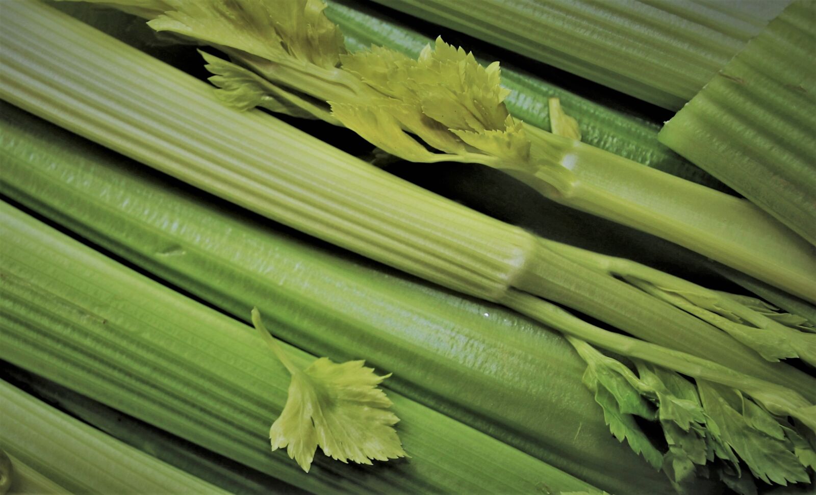 Canon EOS 80D sample photo. Vitamins, a vegetable, celery photography