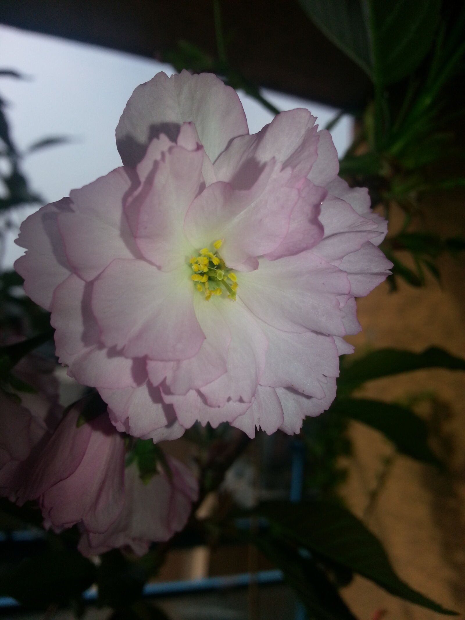 Samsung Galaxy S3 sample photo. Beautiful, flowers, blume, kirschblume photography