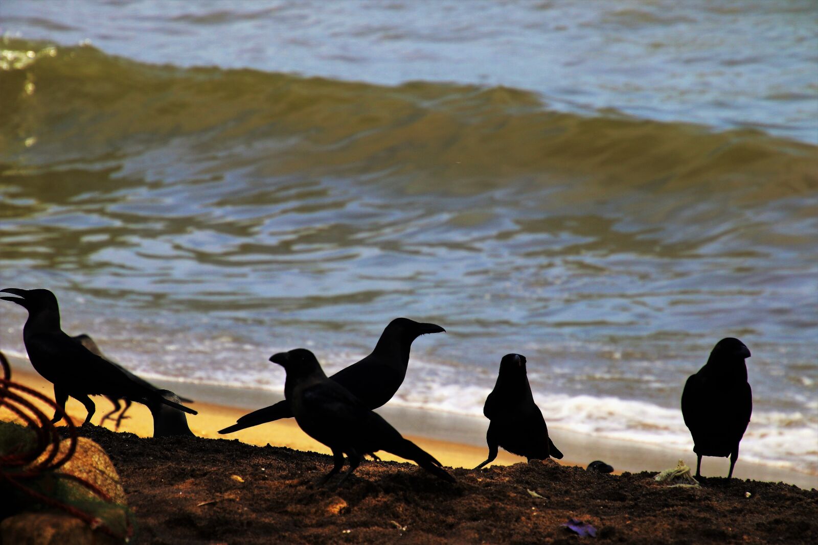 Canon EOS 80D sample photo. Beach, raven, wave photography