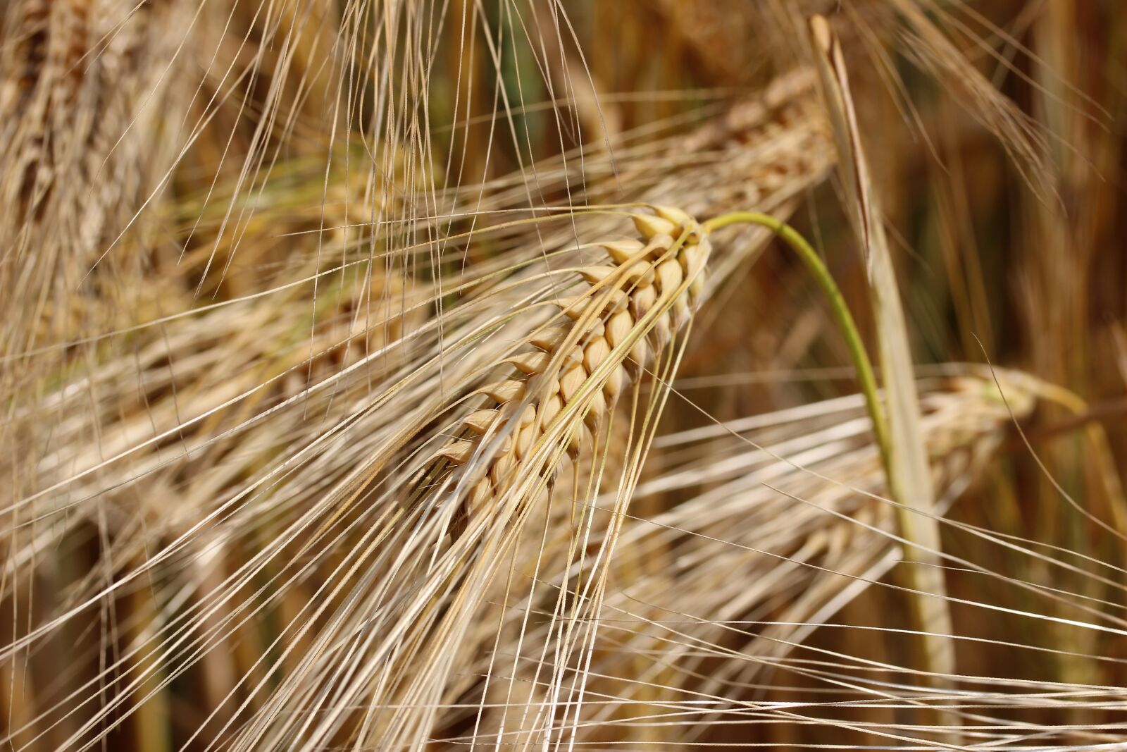 Canon EOS 600D (Rebel EOS T3i / EOS Kiss X5) + Canon EF-S 60mm F2.8 Macro USM sample photo. Wheat, field, cereals photography