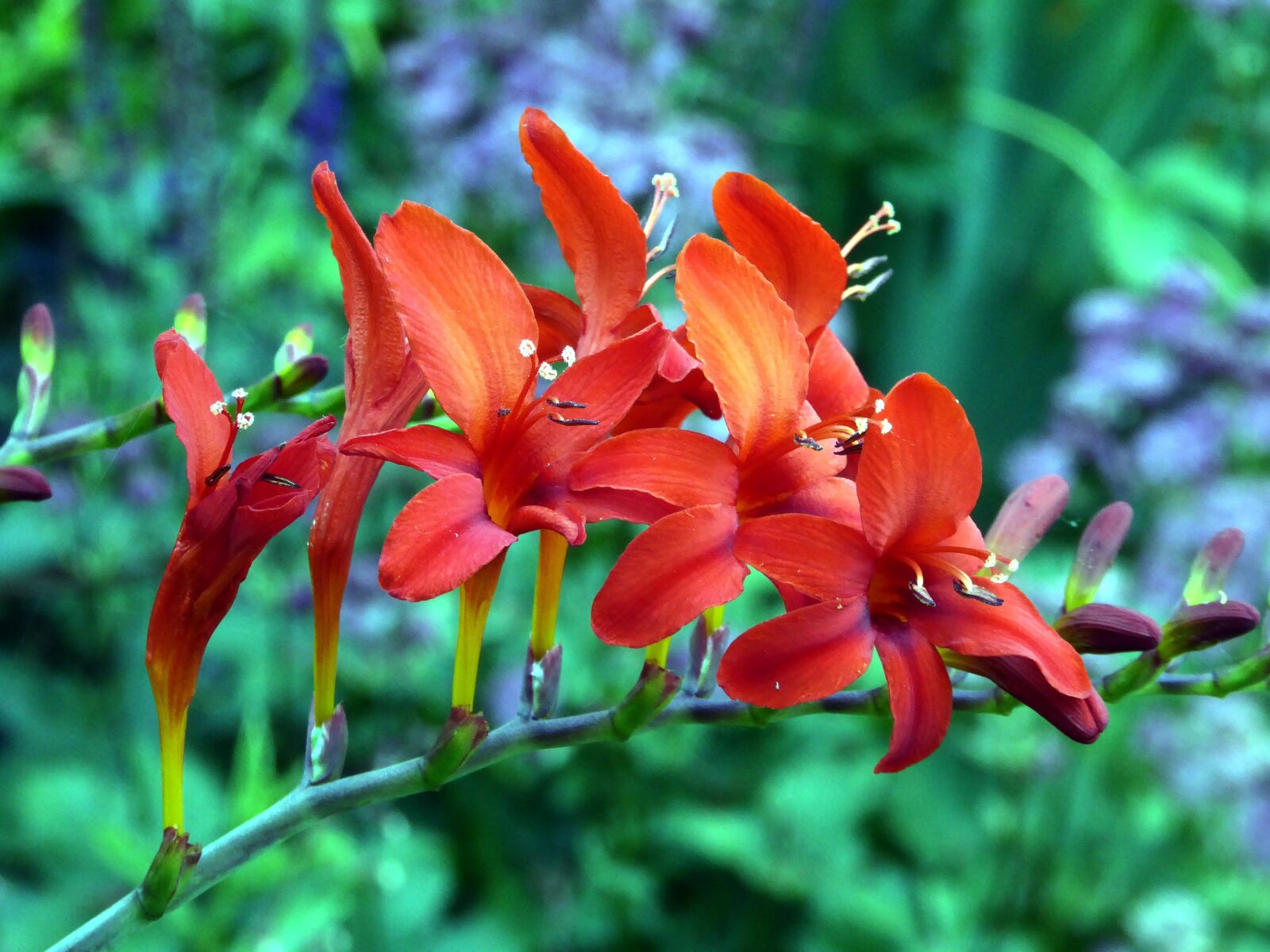 Panasonic DMC-TZ61 sample photo. Lily, ornamental garden, orange photography