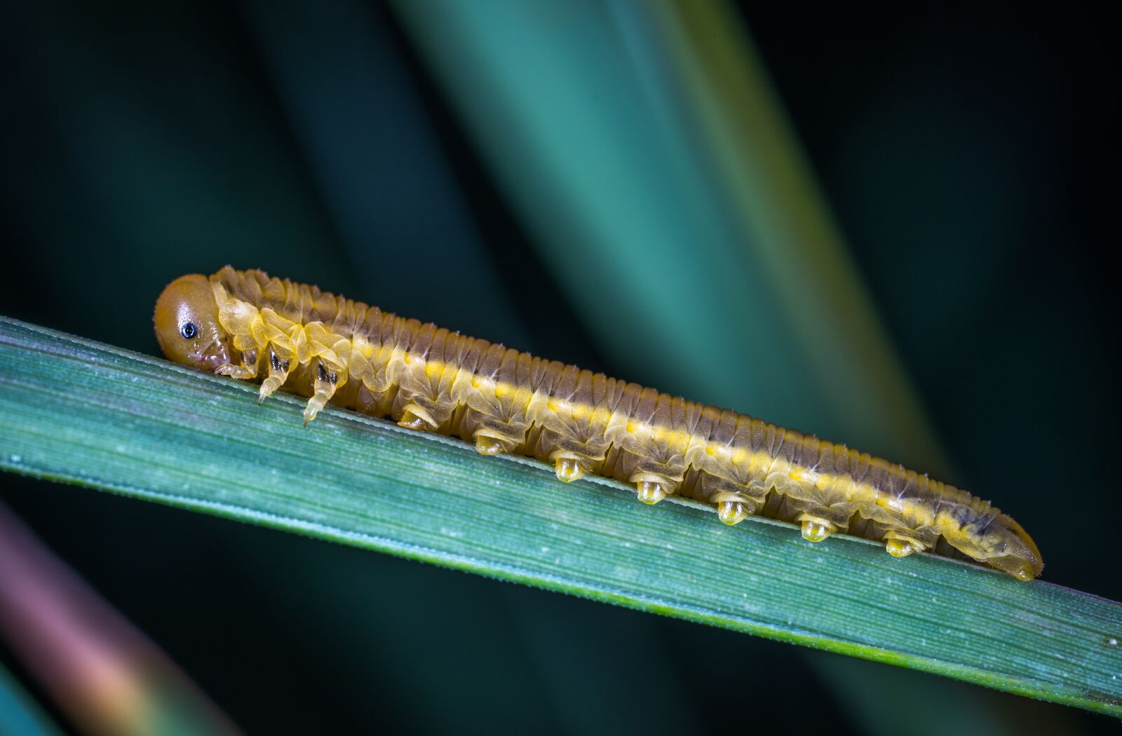 #124 65/2.8 sample photo. Insect, living nature, nature photography