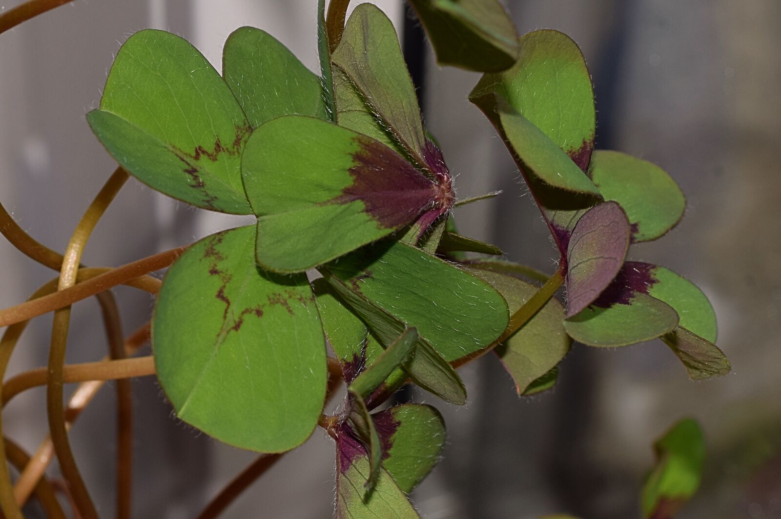 Nikon D3300 sample photo. Klee, flower, close up photography