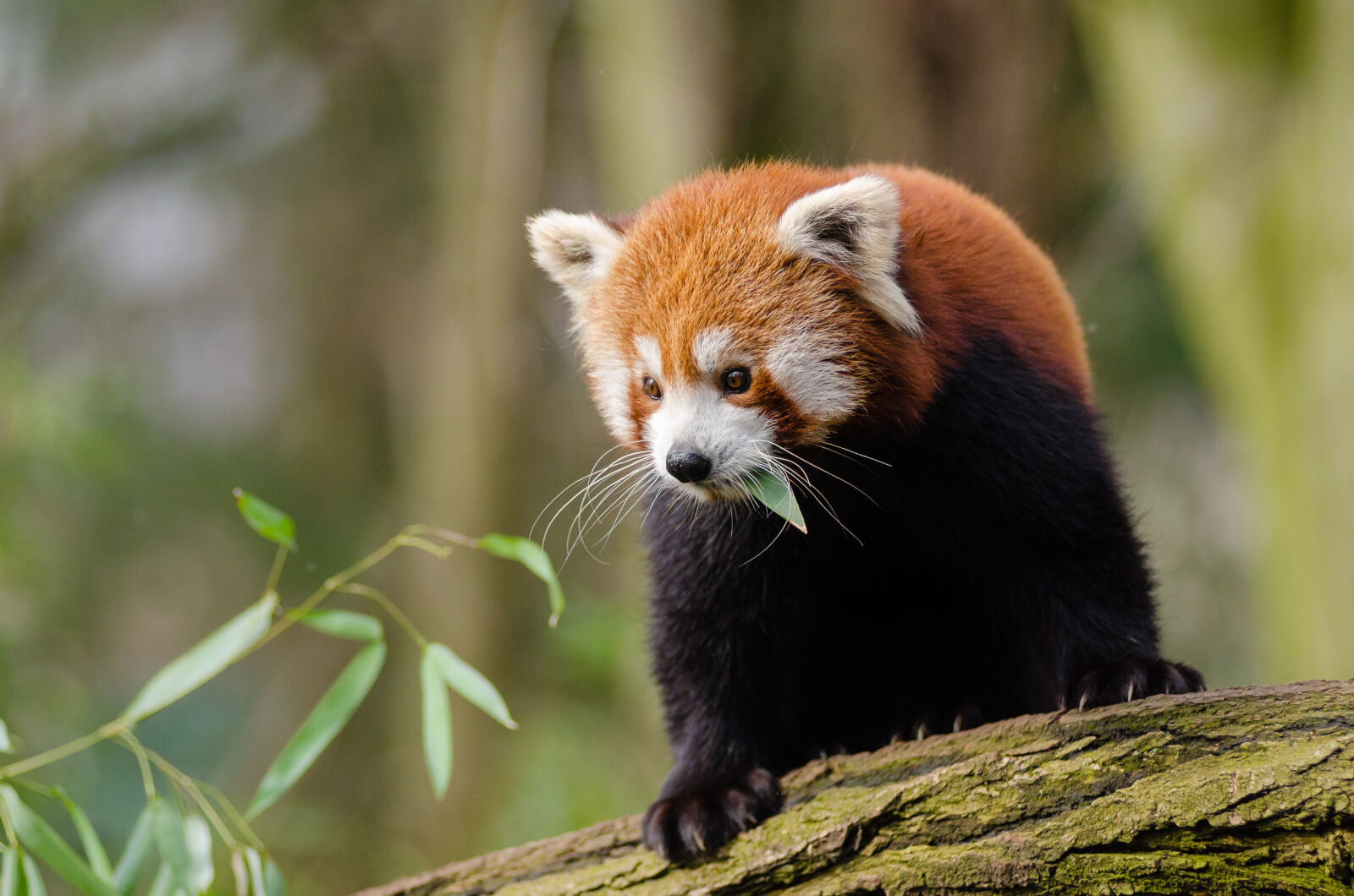 AF Zoom-Nikkor 80-200mm f/2.8 ED sample photo