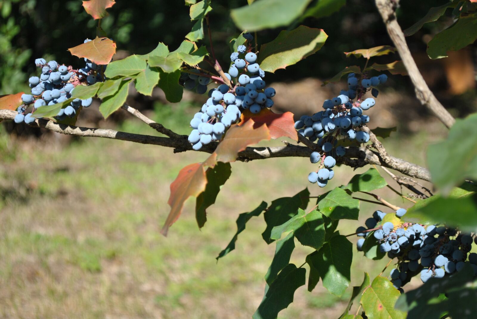 Nikon D3000 sample photo. Garden, plant, autumn photography