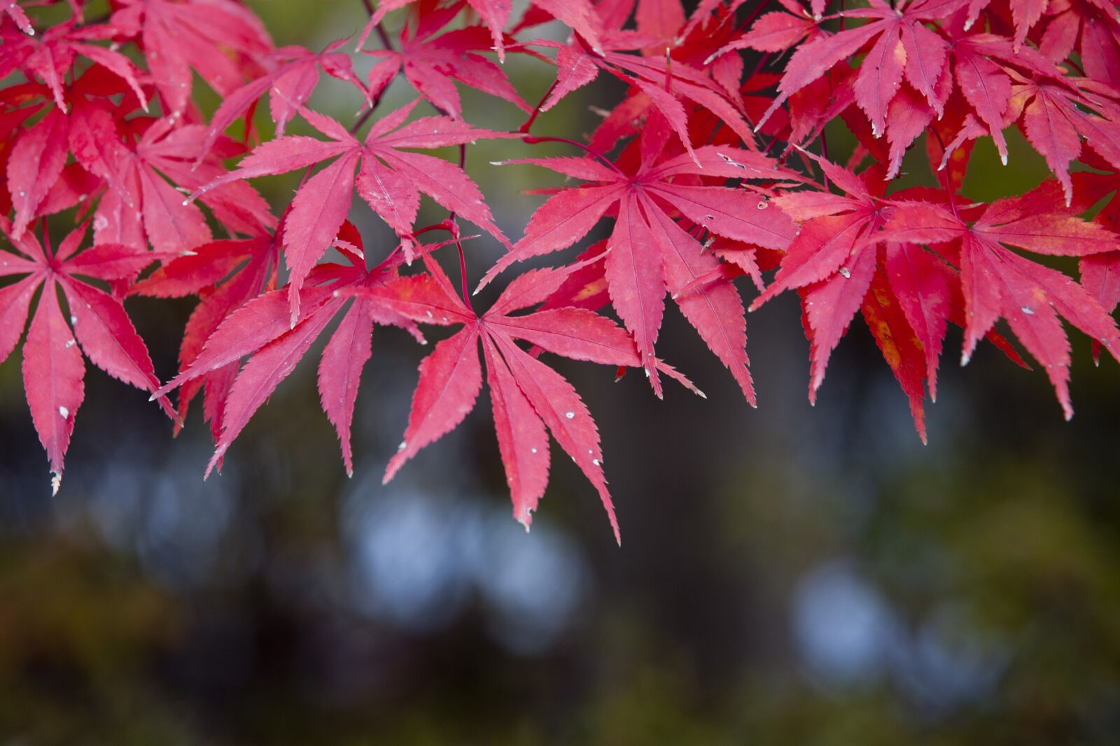 Canon EOS 5D sample photo. Autumn leaves, autumn, red photography