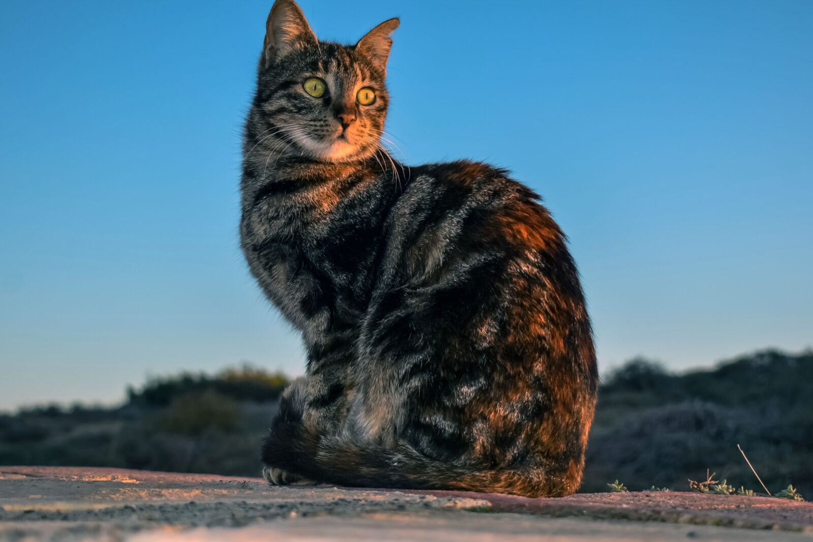 Nikon D3300 sample photo. Cat, stray, animal photography
