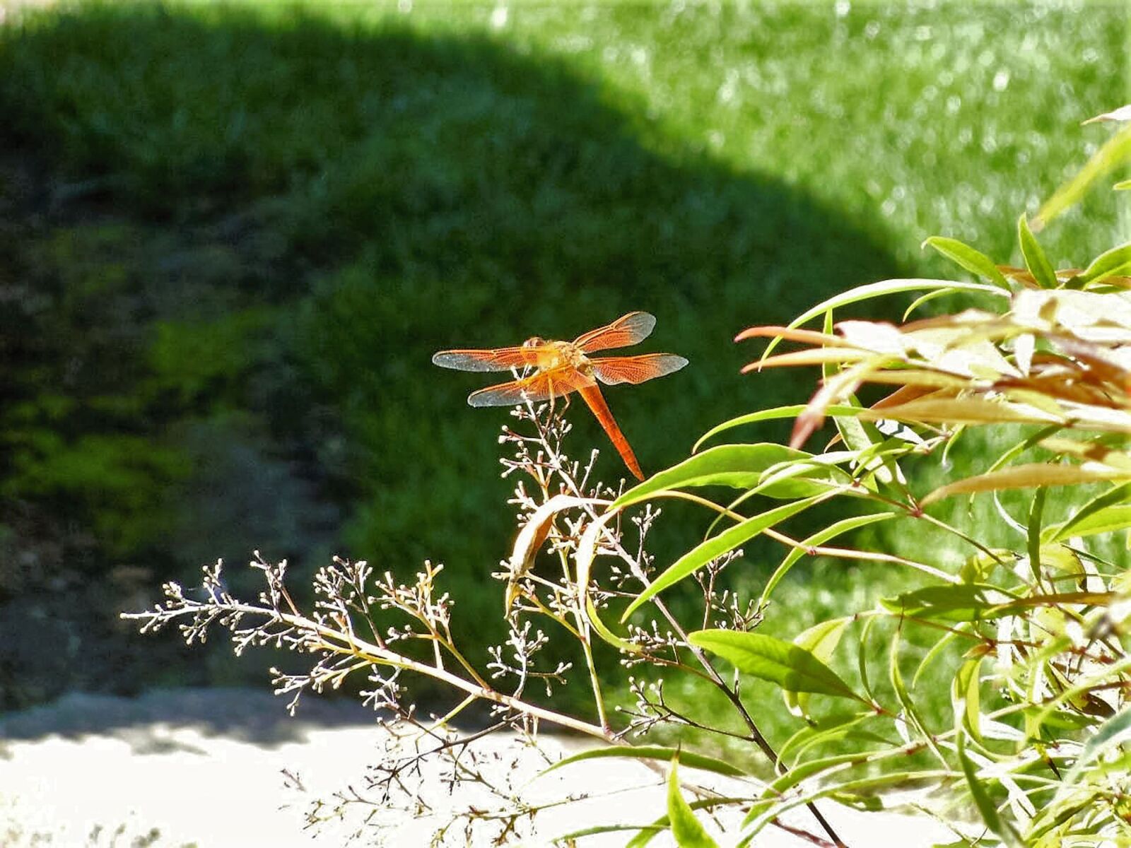 Fujifilm FinePix J50 sample photo. Dragonfly, nature, orange photography