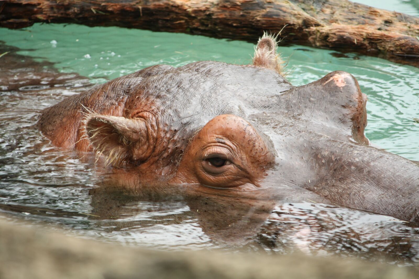 Canon EOS 450D (EOS Rebel XSi / EOS Kiss X2) sample photo. Hippo, head, animal photography