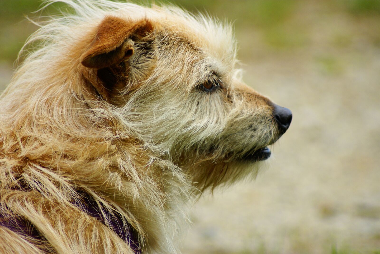 Sony Alpha DSLR-A100 sample photo. Dog, small, animals photography