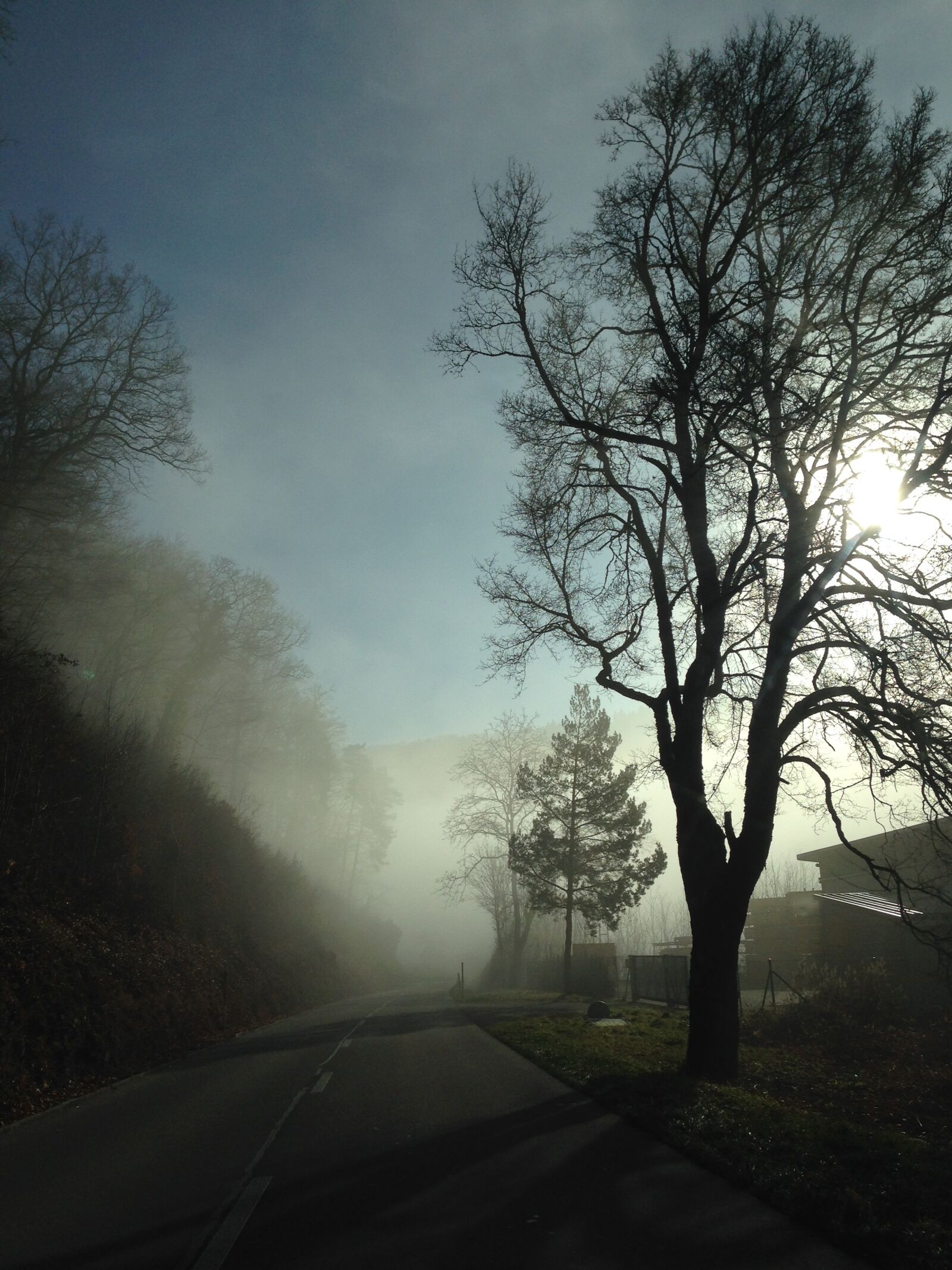 Apple iPhone 5 sample photo. Fog, tree, mood photography