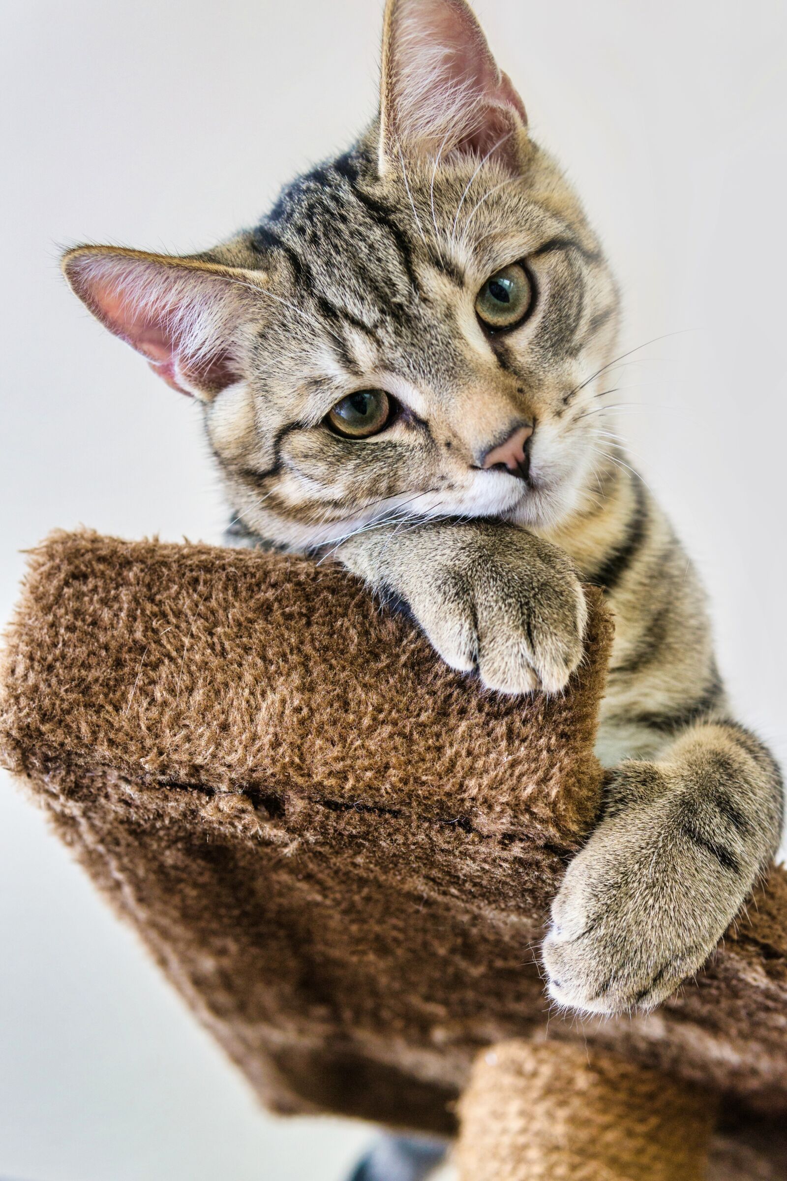 Sony a6000 sample photo. Cat, mackerel, lying photography