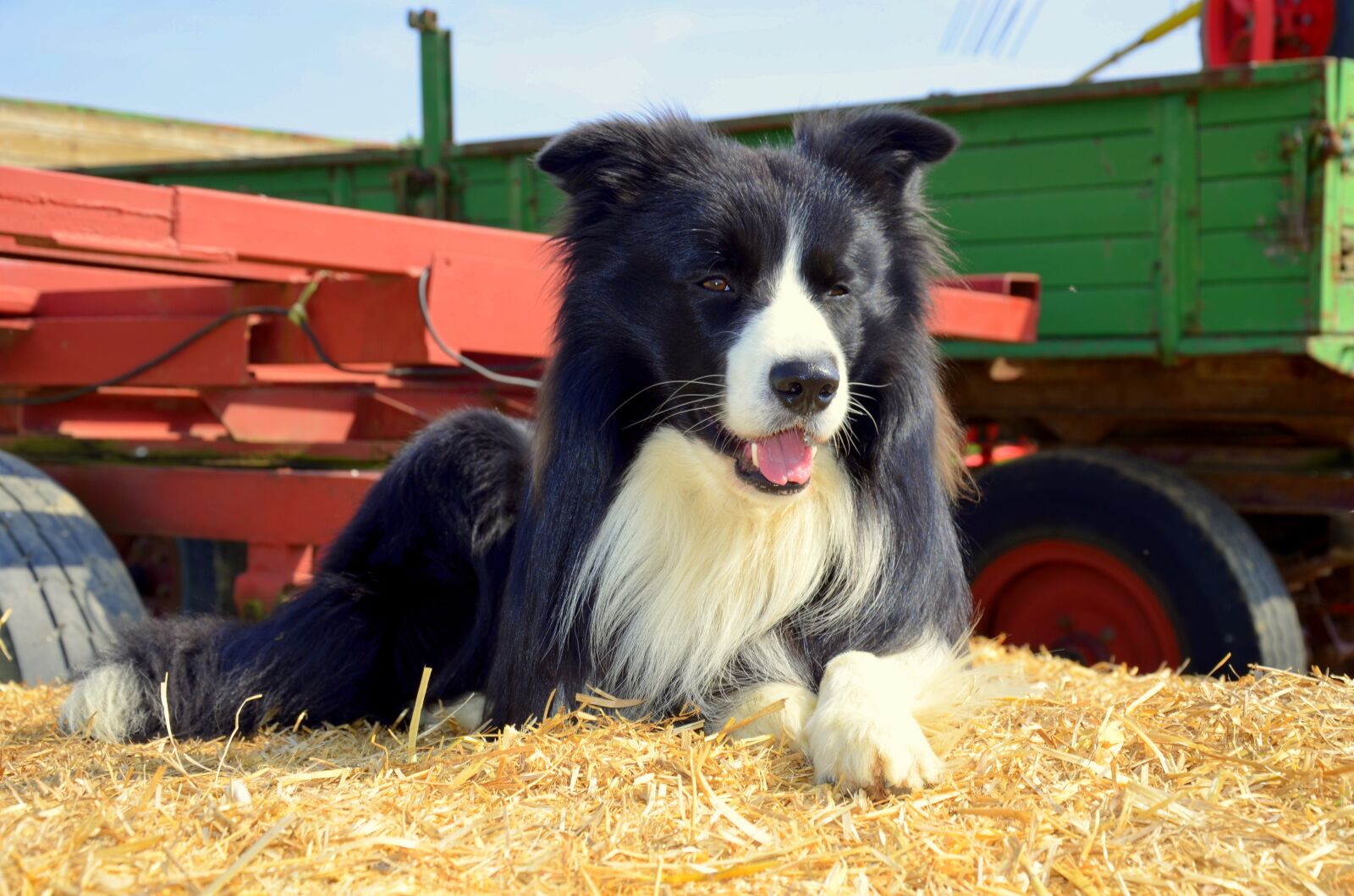 Nikon D5100 sample photo. Boder collie, dog, herding photography