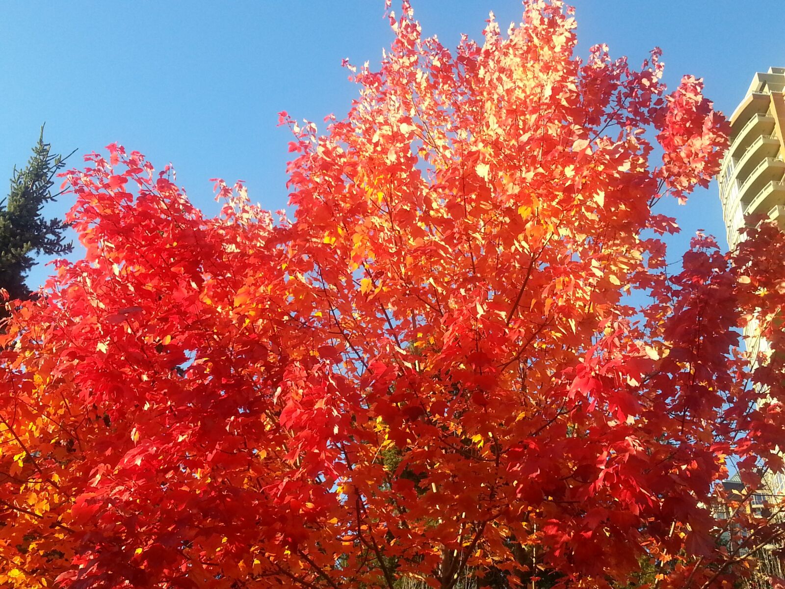 Samsung Galaxy S3 sample photo. Maple leafe, colour, nature photography