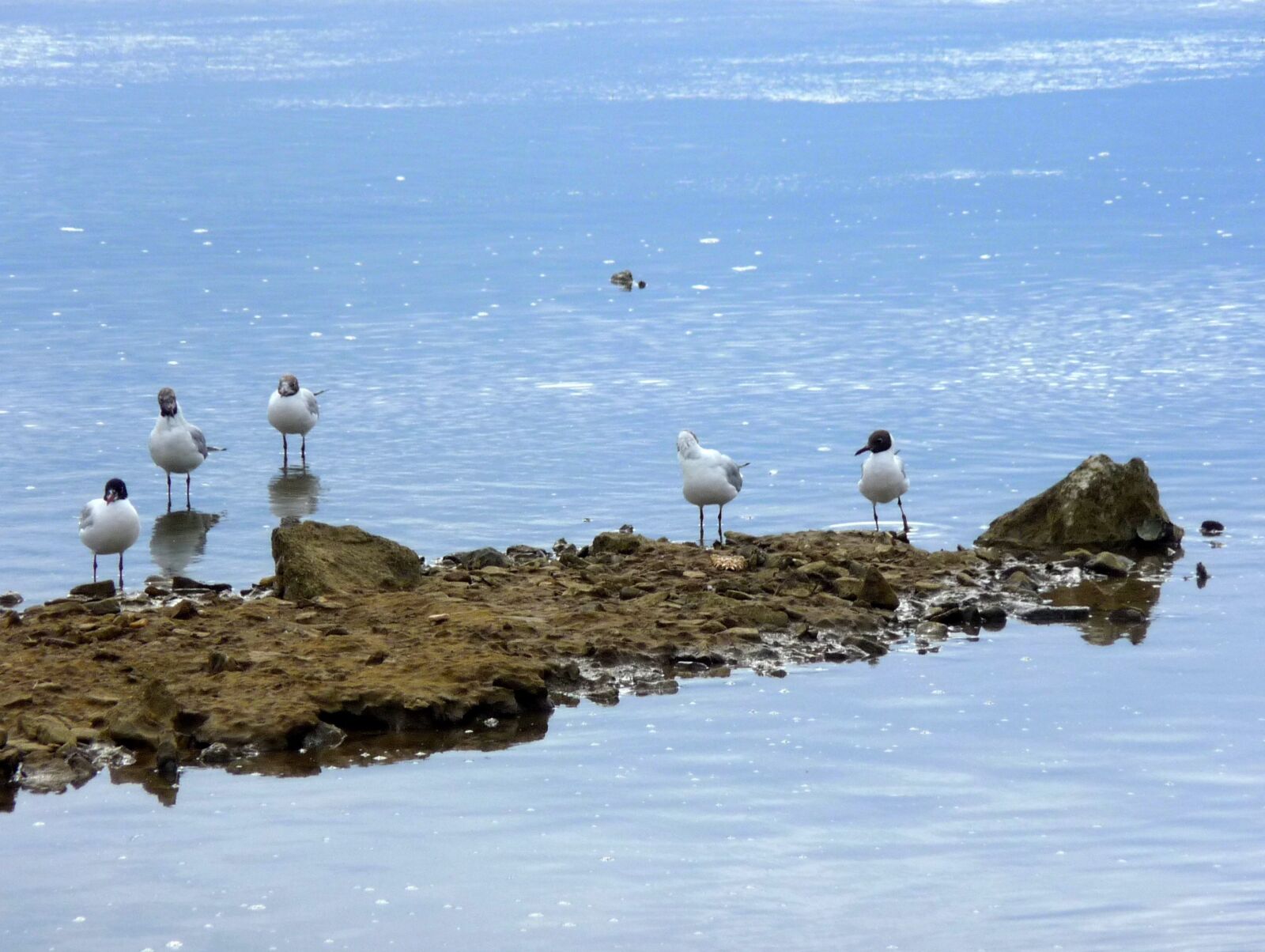 Panasonic Lumix DMC-TZ4 sample photo. Adriatic sea, rocky shore photography