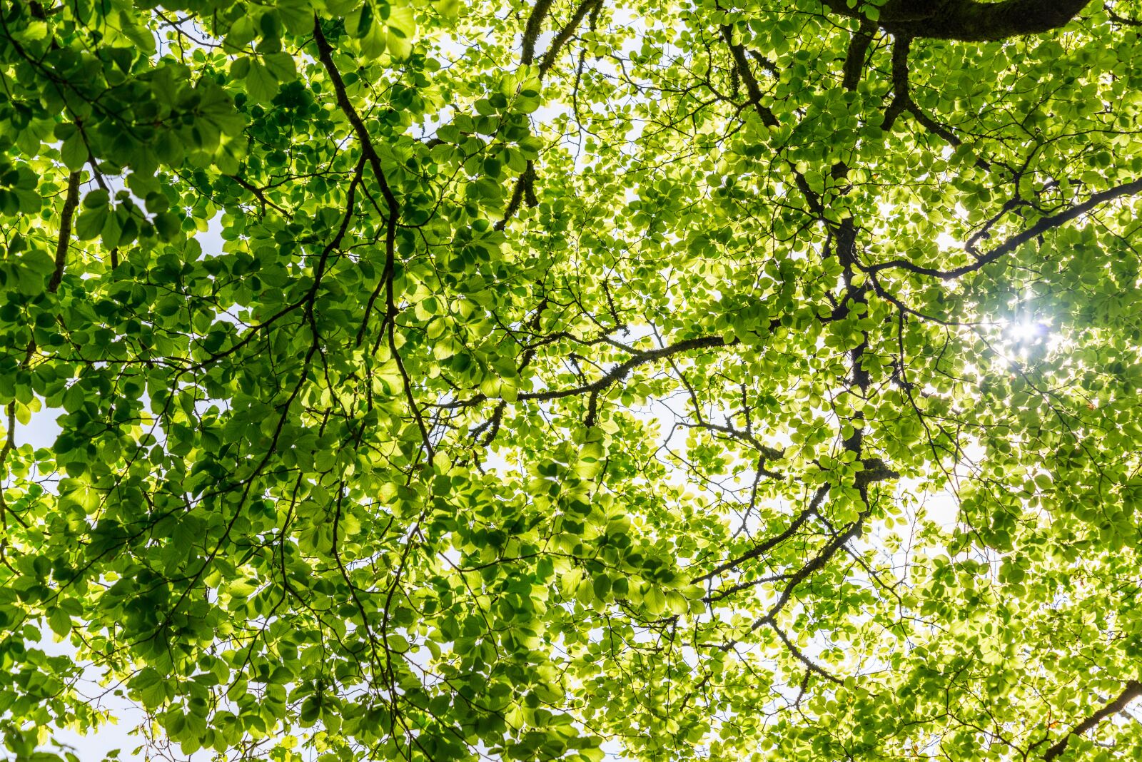 Nikon D610 sample photo. Green, color, tree photography