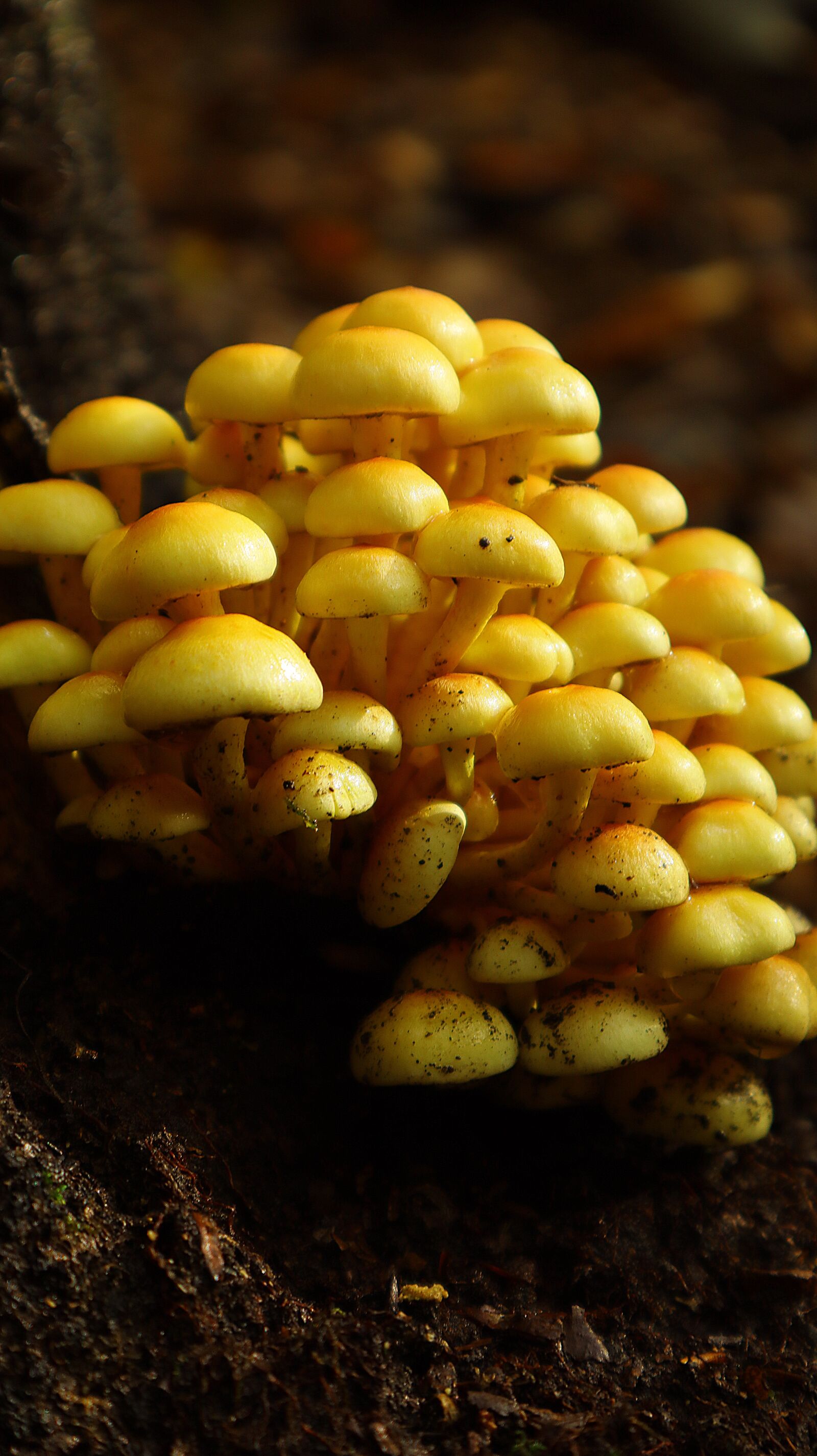 Canon EF-M 15-45mm F3.5-6.3 IS STM sample photo. Mushrooms, forest, nature photography