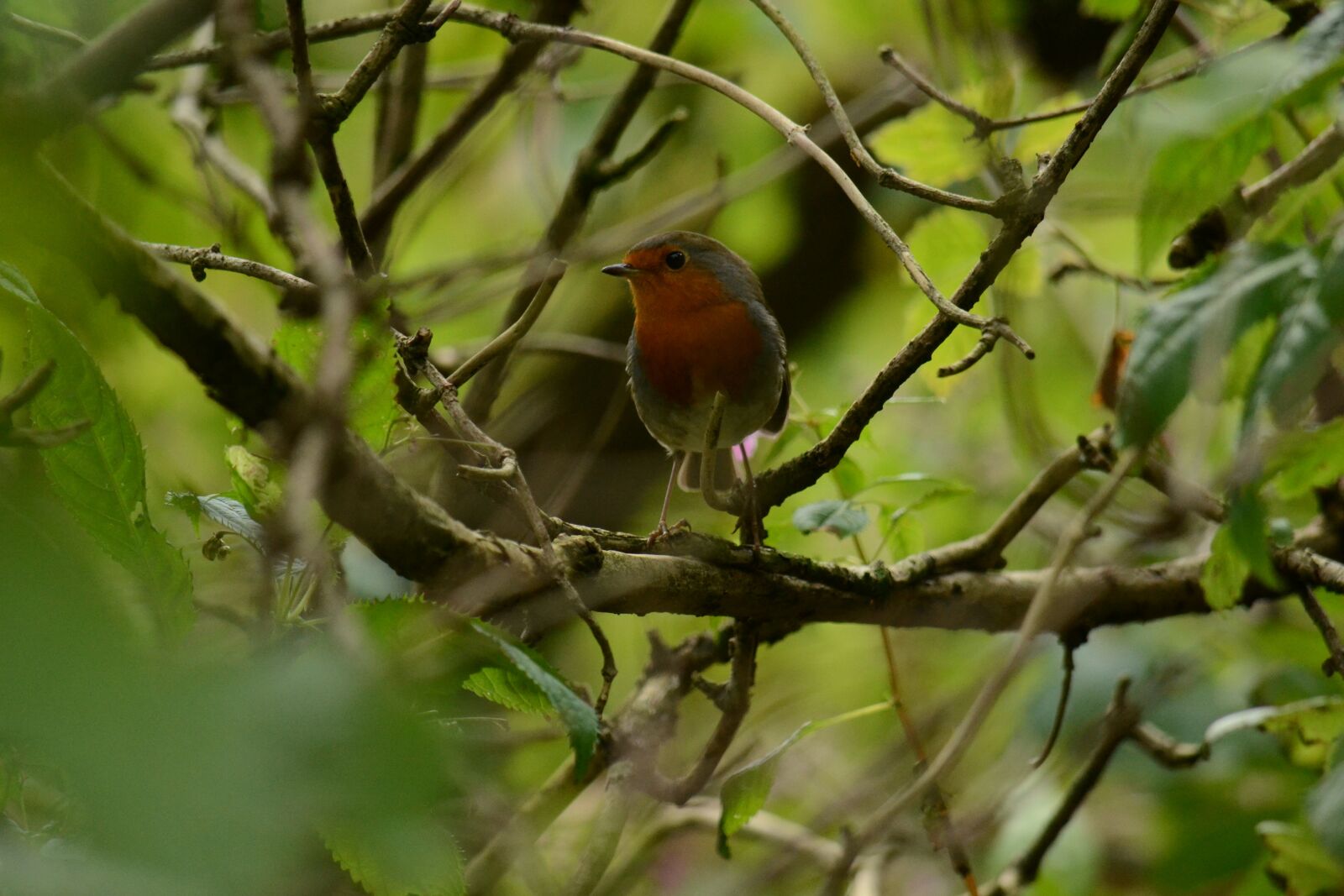 Nikon D3100 sample photo. Robin, nature, fowl photography