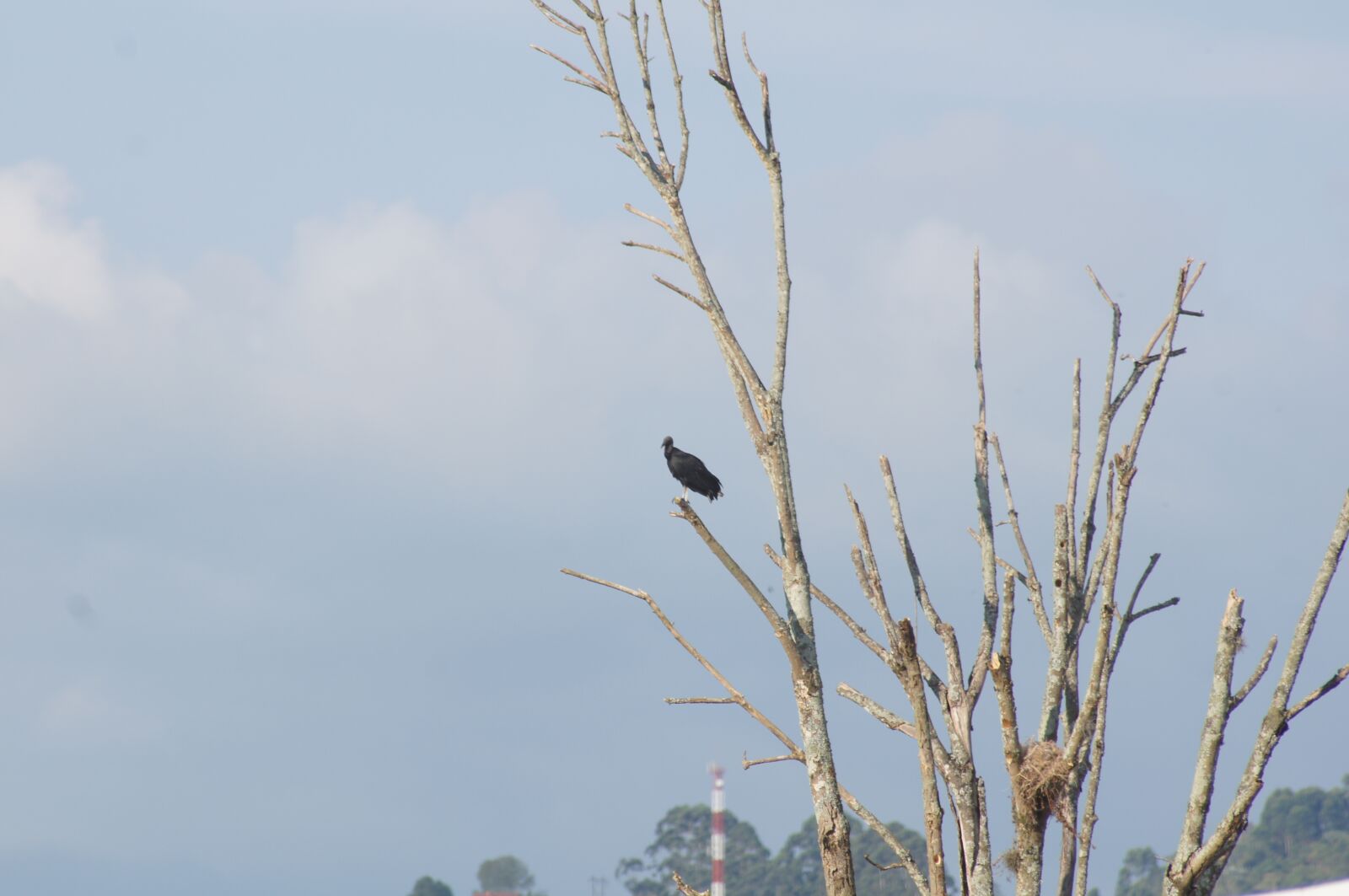 Sony SLT-A55 (SLT-A55V) sample photo. Loneliness, crow, gallinazo photography