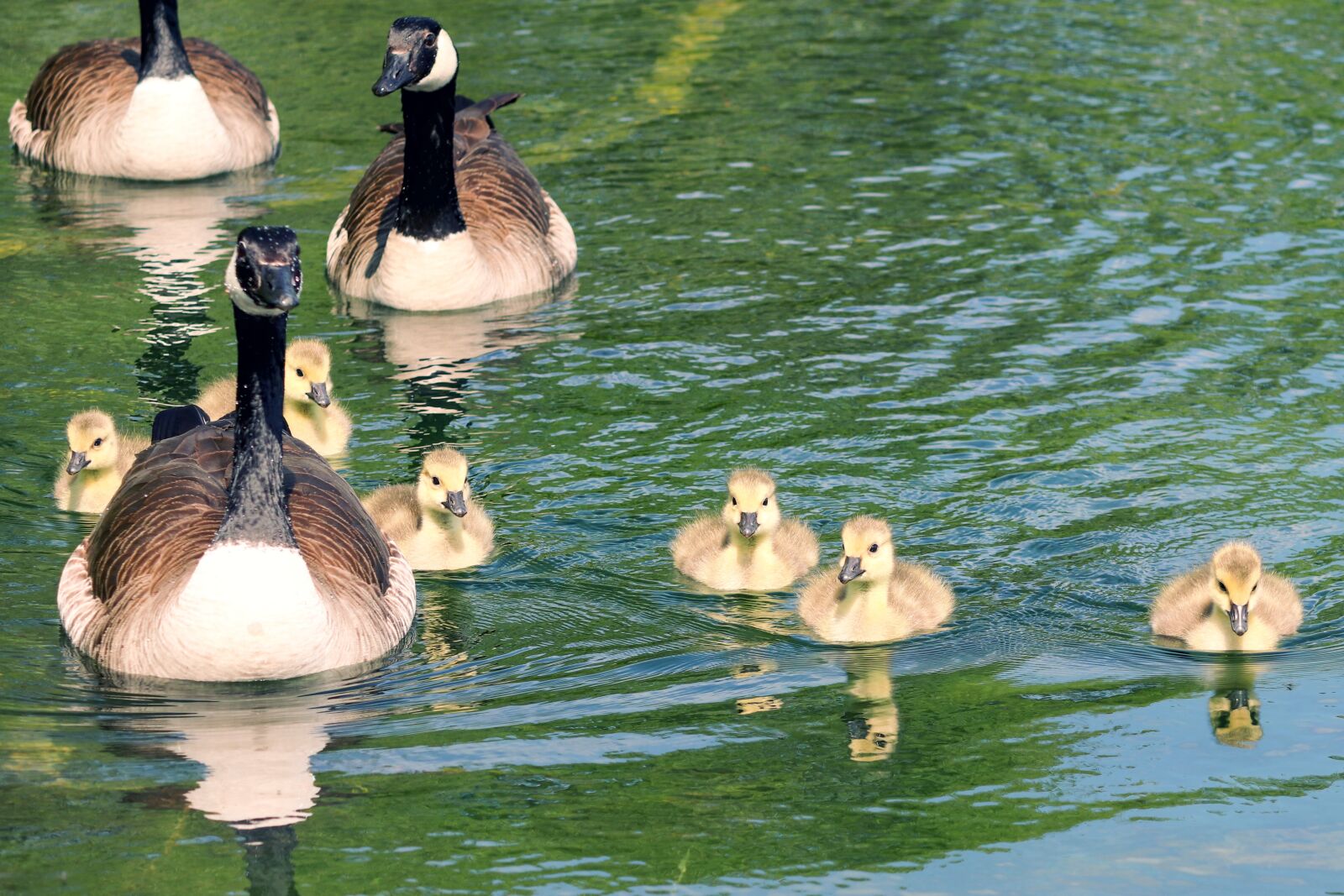 Canon EOS 200D (EOS Rebel SL2 / EOS Kiss X9) sample photo. Goose family, geese, canada photography