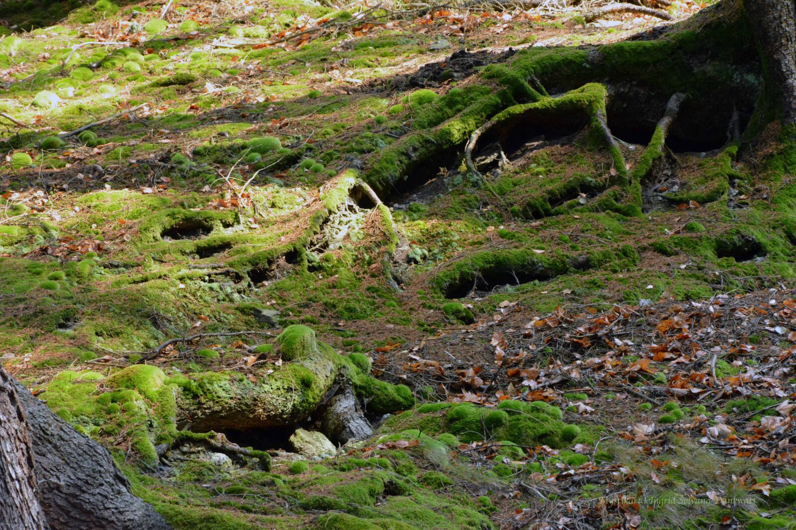 Nikon D5200 sample photo. Forest, mysticism, animal photography