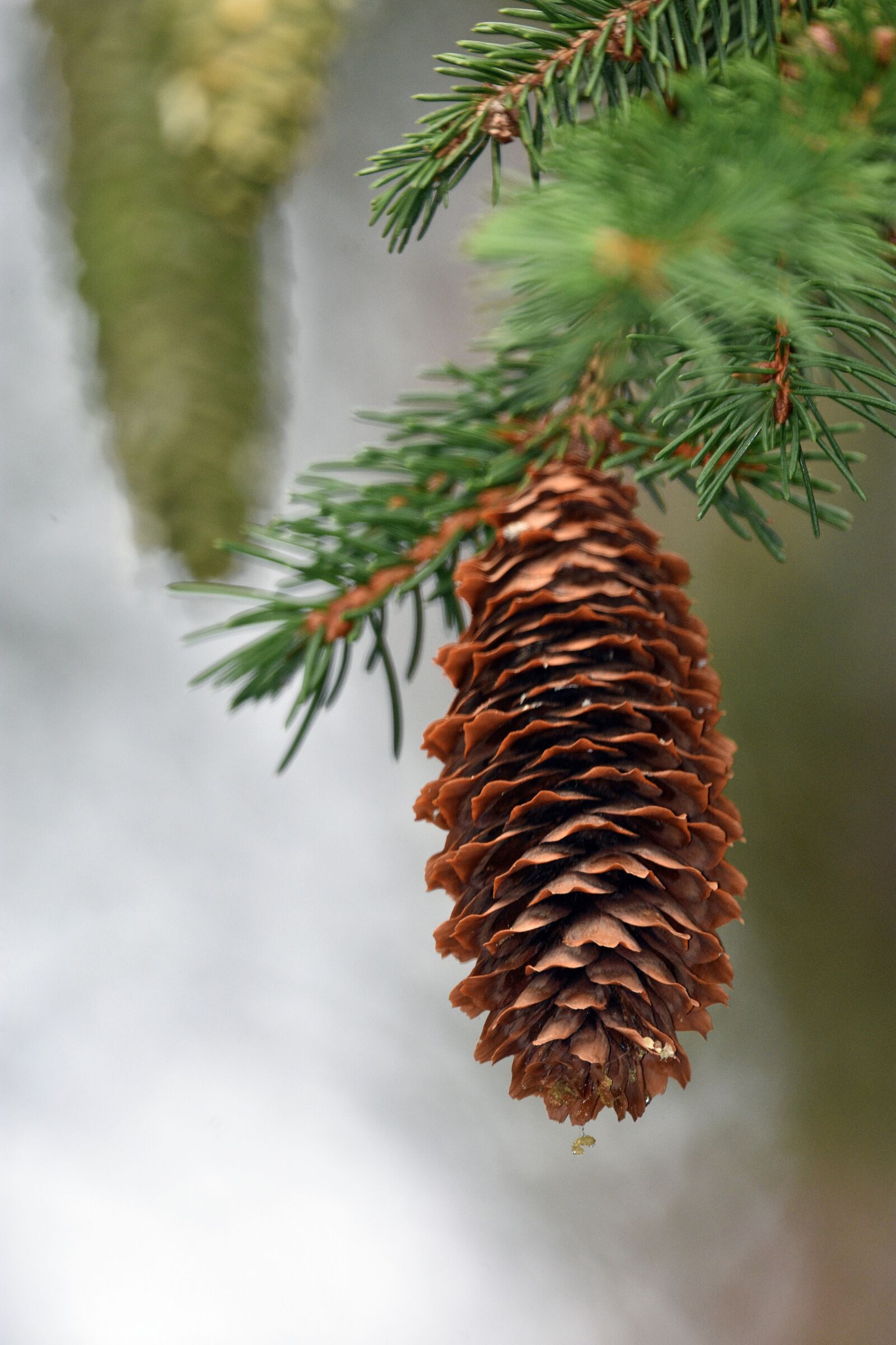 Nikon D3400 sample photo. Pine cone, nature, seeds photography