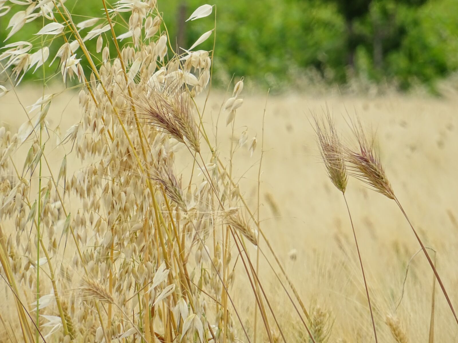 Sony DSC-HX60 sample photo. Wheat, nature, farm photography