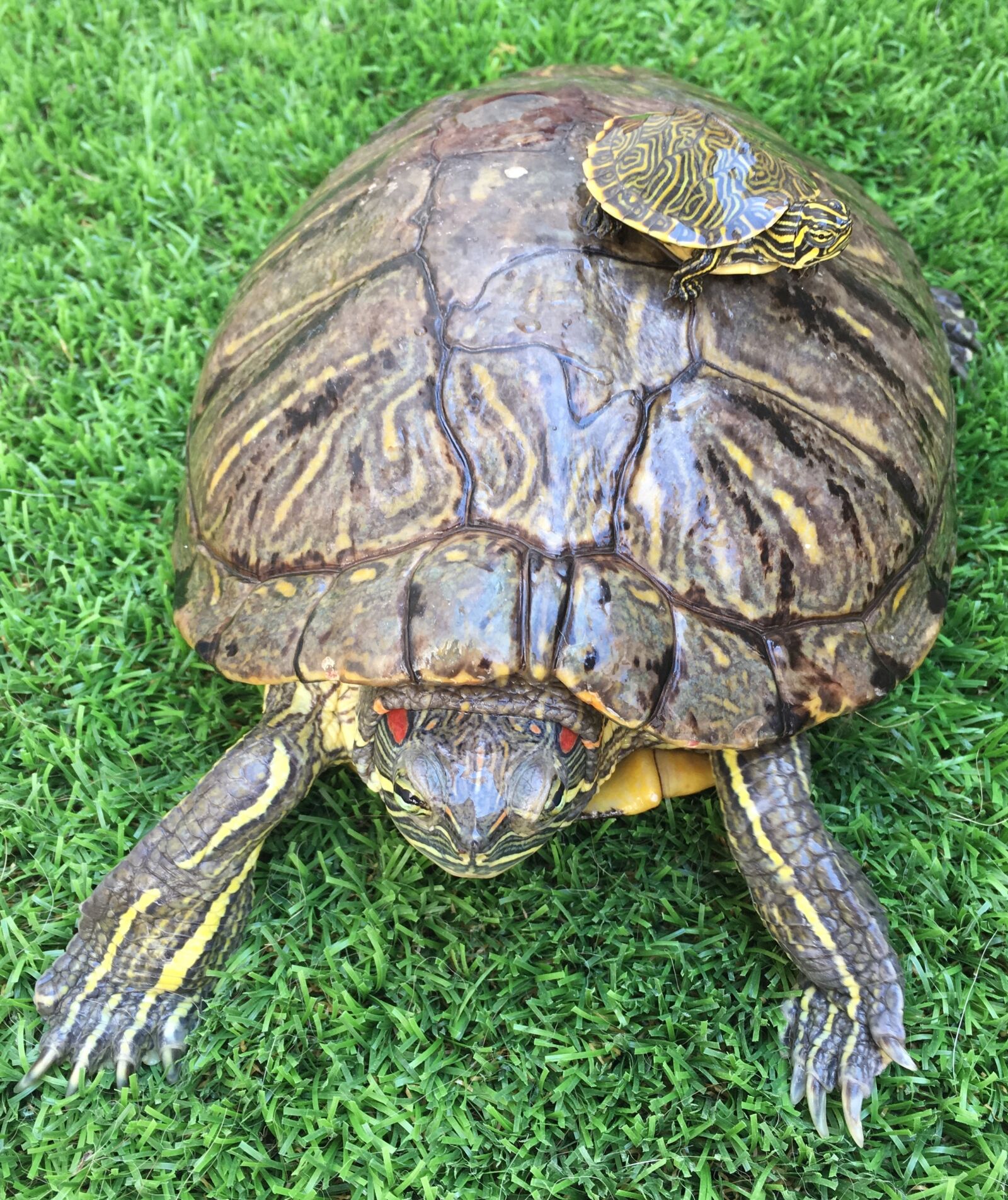 Apple iPhone 6s sample photo. Turtle, green, turtle of photography