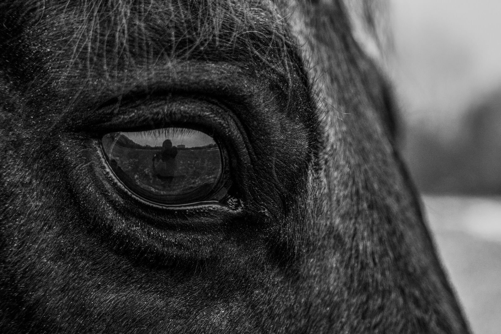 Panasonic Lumix DMC-LX100 sample photo. Horse, eye, head photography