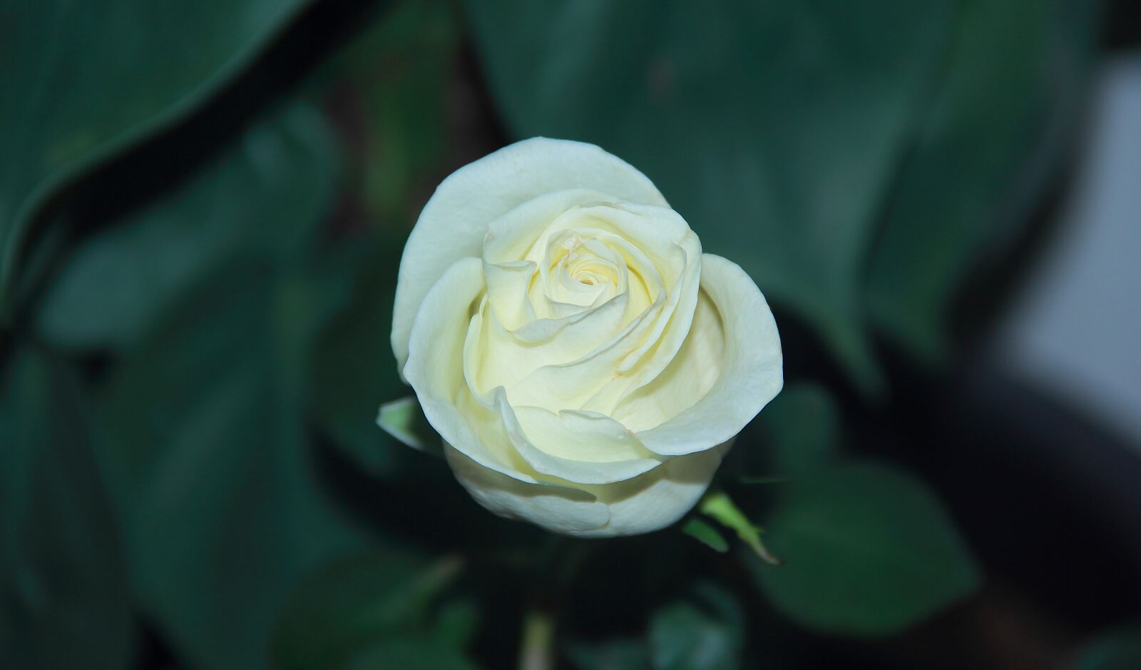 Canon EOS 60D sample photo. Flower, rose, leaf photography