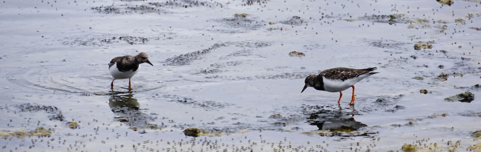 Sony a6000 sample photo. Redshank, water bird, la photography