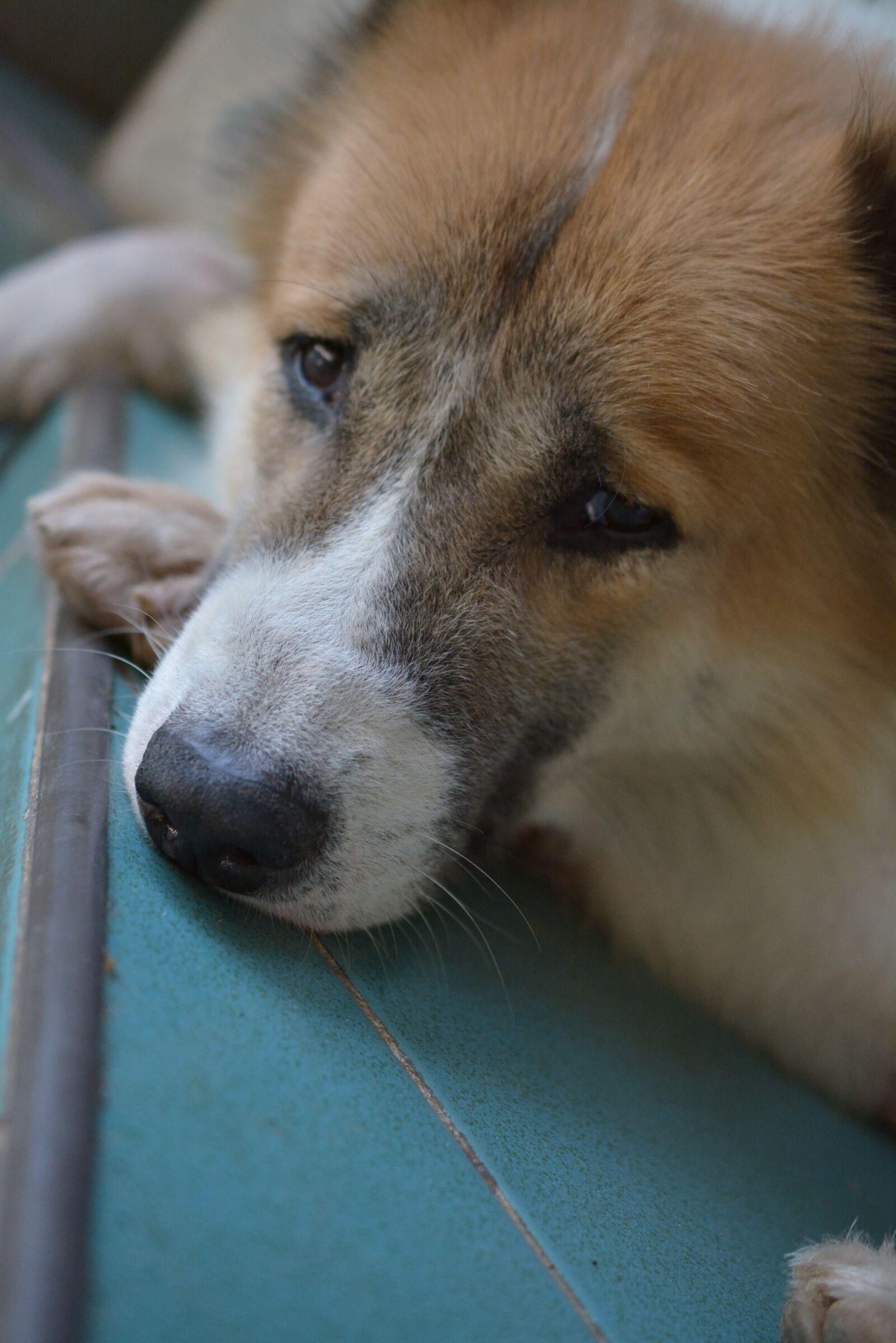 Nikon D7100 sample photo. Sadly, am lonely, dog photography