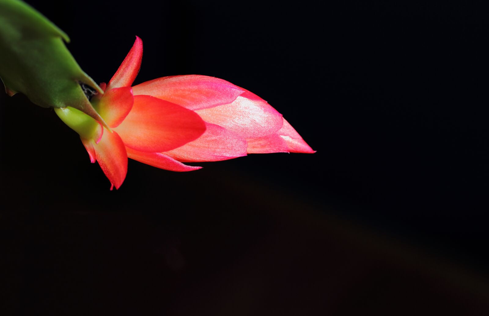 Canon EF-S 60mm F2.8 Macro USM sample photo. Cactus, flower, black photography