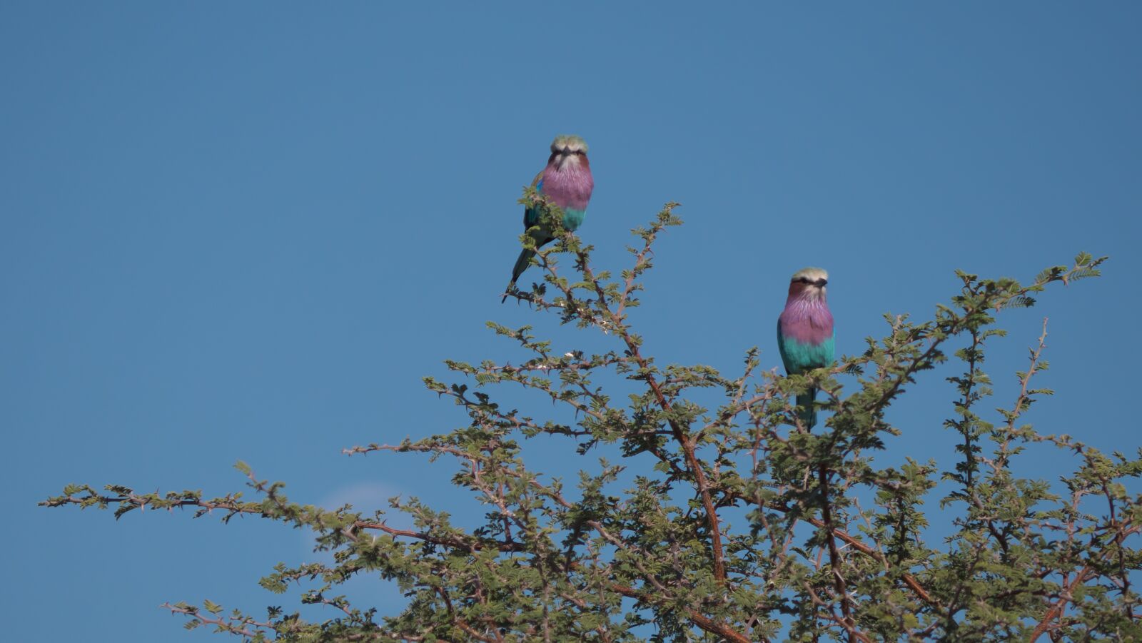 Panasonic Lumix DC-G9 sample photo. Forked roller, birds, africa photography