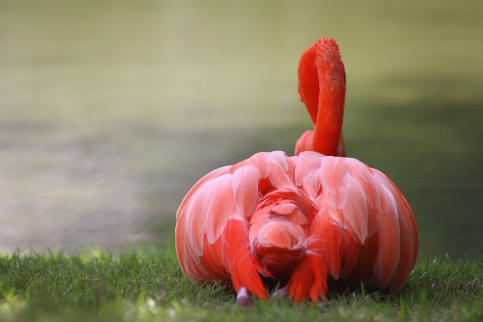 Canon EOS 450D (EOS Rebel XSi / EOS Kiss X2) sample photo. Nature, flamingo, caribbean photography