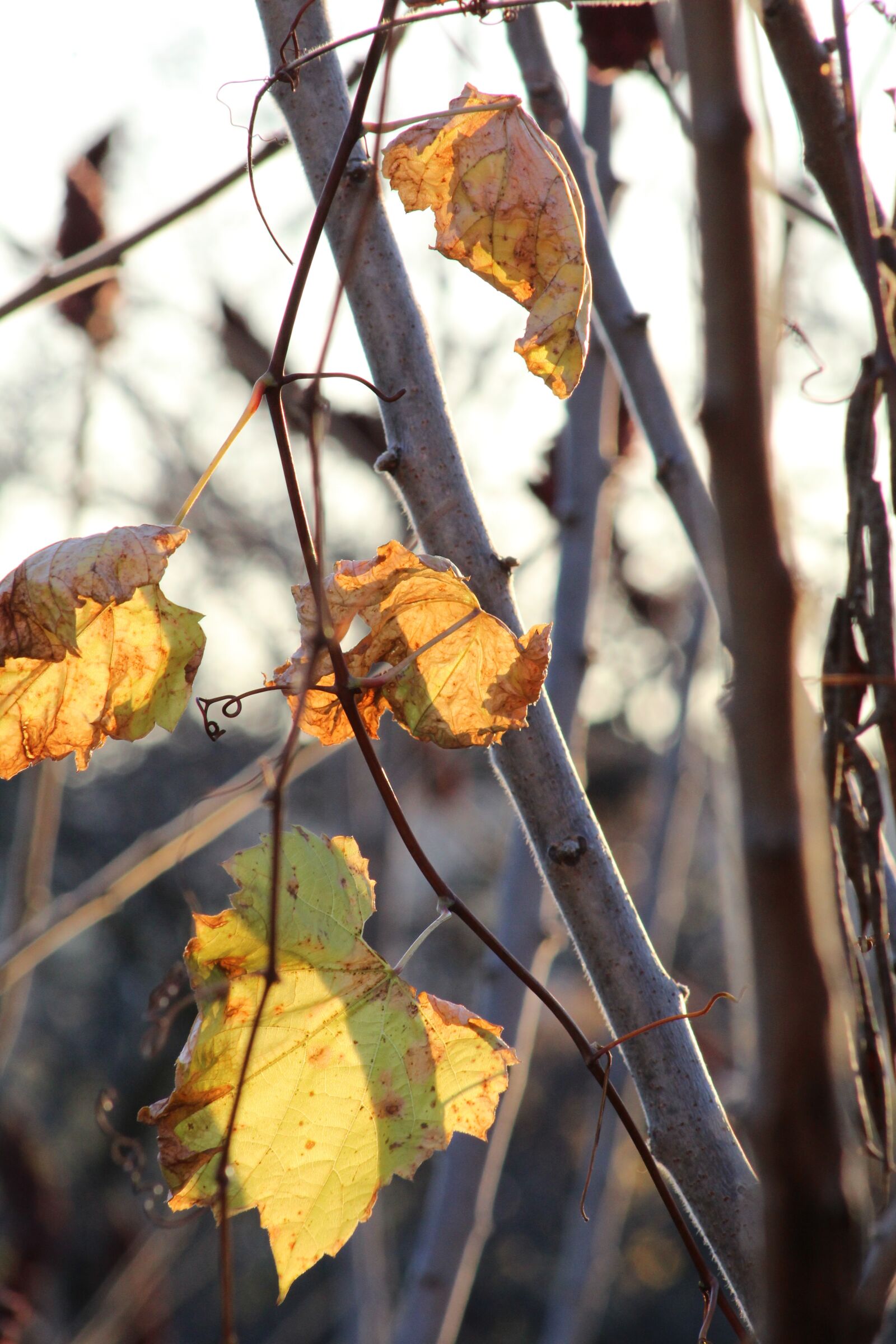 Canon EF 75-300mm f/4-5.6 sample photo. Leaves, leaf, tree photography