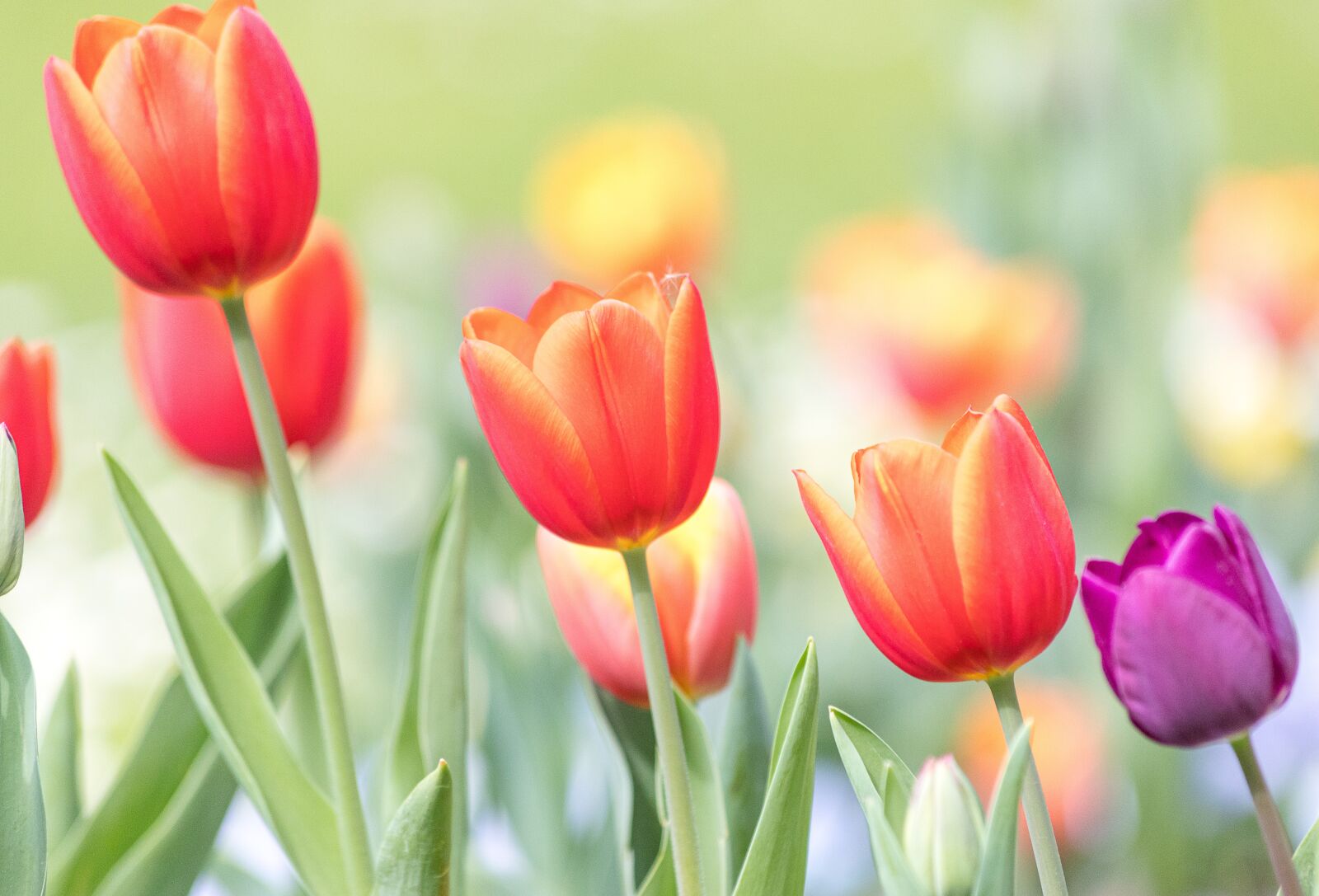 Canon EF 70-300mm F4-5.6 IS USM sample photo. Tulips, ornamental plant, plant photography