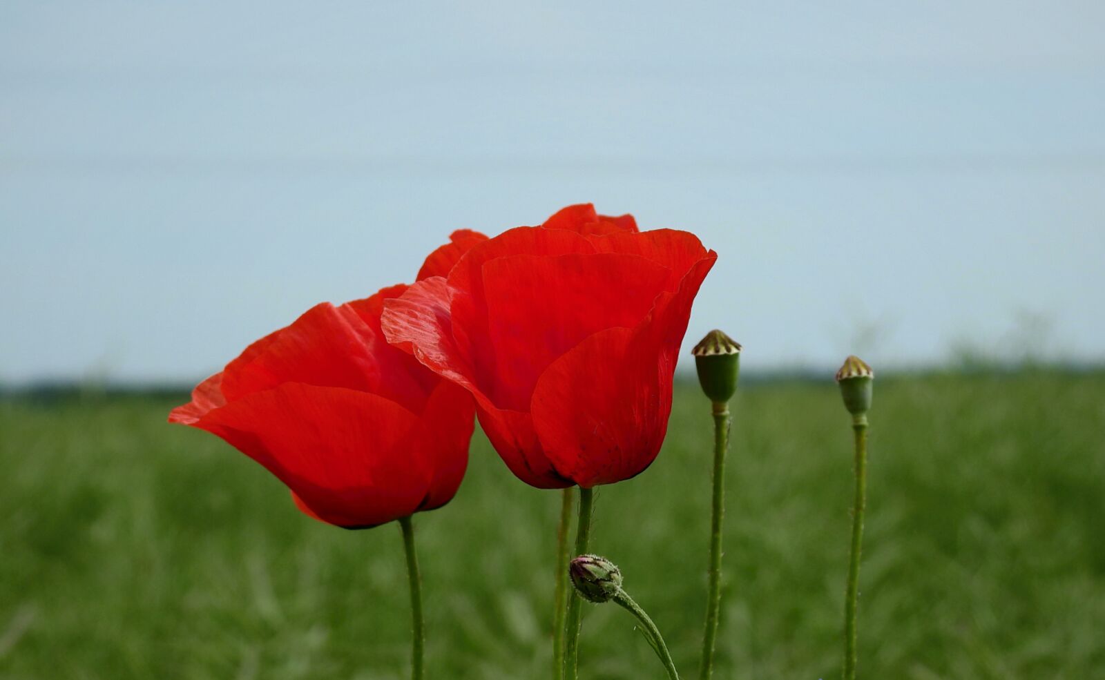 Nikon Coolpix P900 sample photo. Poppies, field, flowers photography