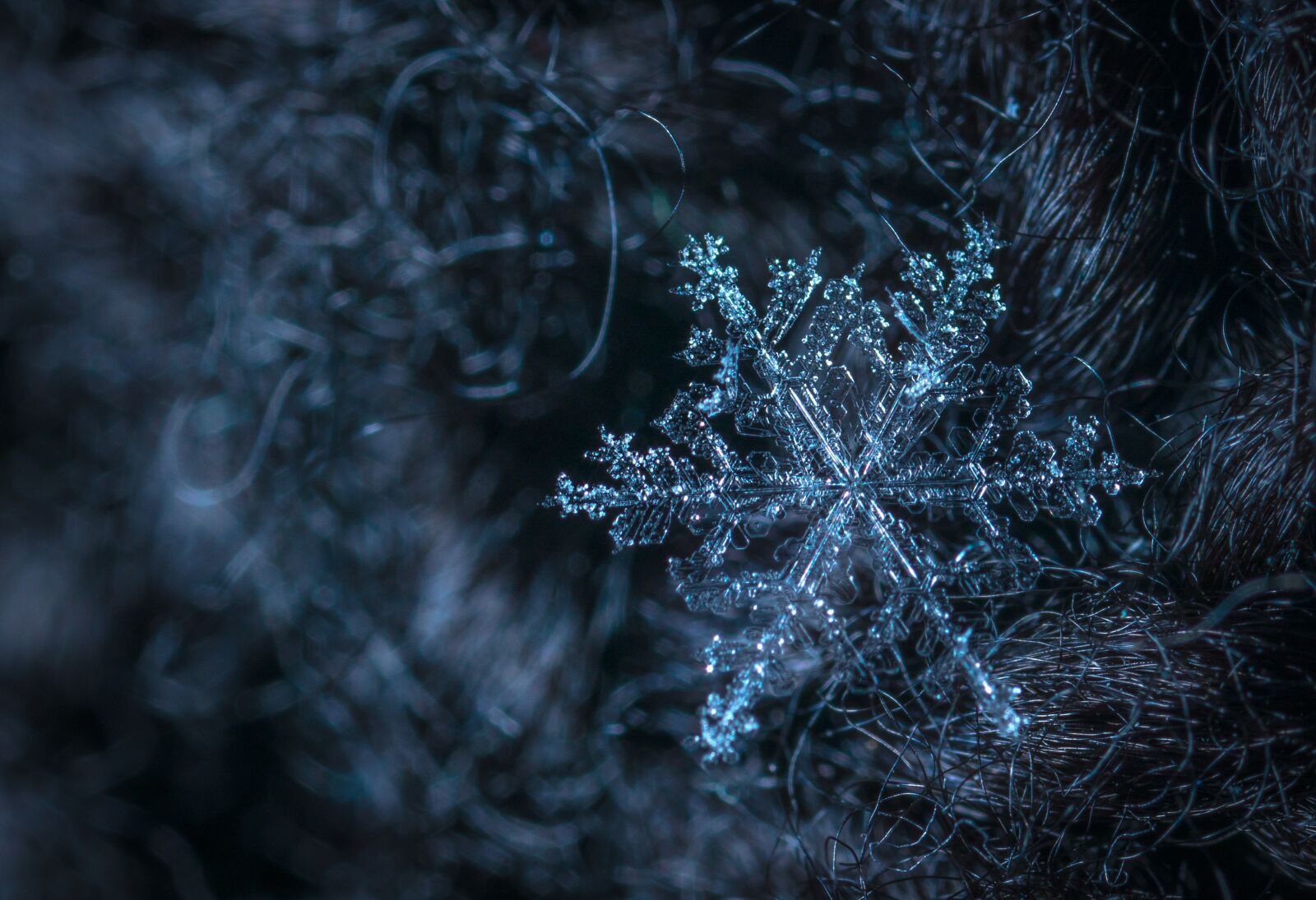 #124 65/2.8 sample photo. Macro, snow, snowflake photography