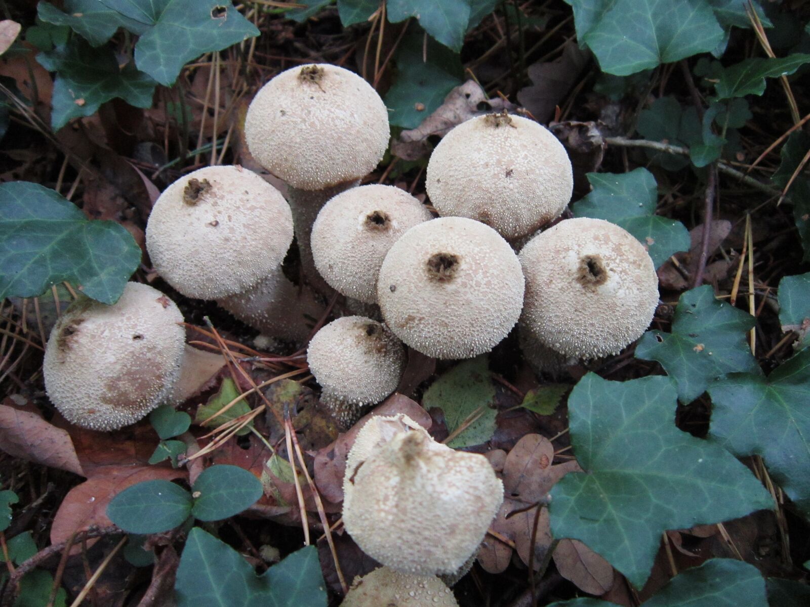 Canon PowerShot A3300 IS sample photo. Forrest, mushroom, wood photography