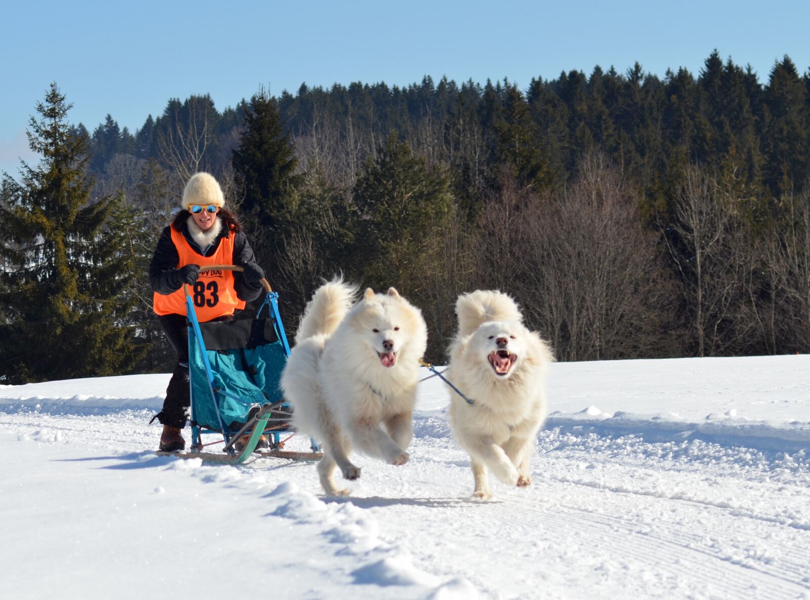 Nikon D5100 sample photo. Samoyed, dog, sled dog photography