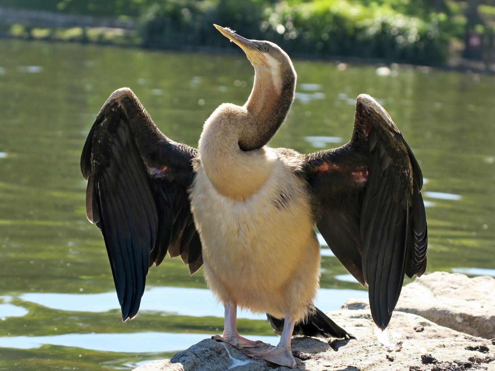 Canon PowerShot G3 X sample photo. Snakebird, wildlife, australian darter photography