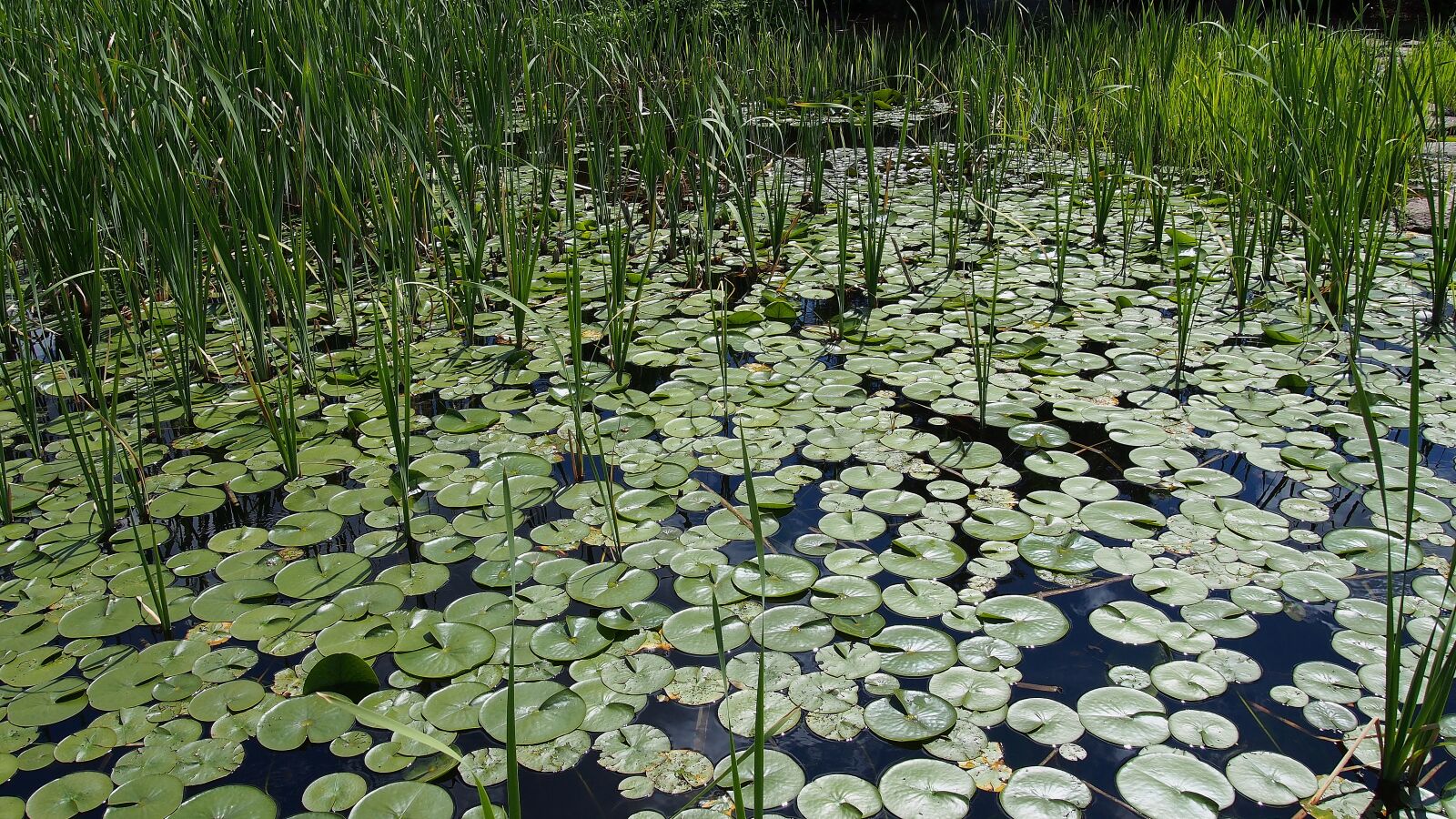 Olympus PEN E-PL6 sample photo. Bulls eye-water, lilies, water photography