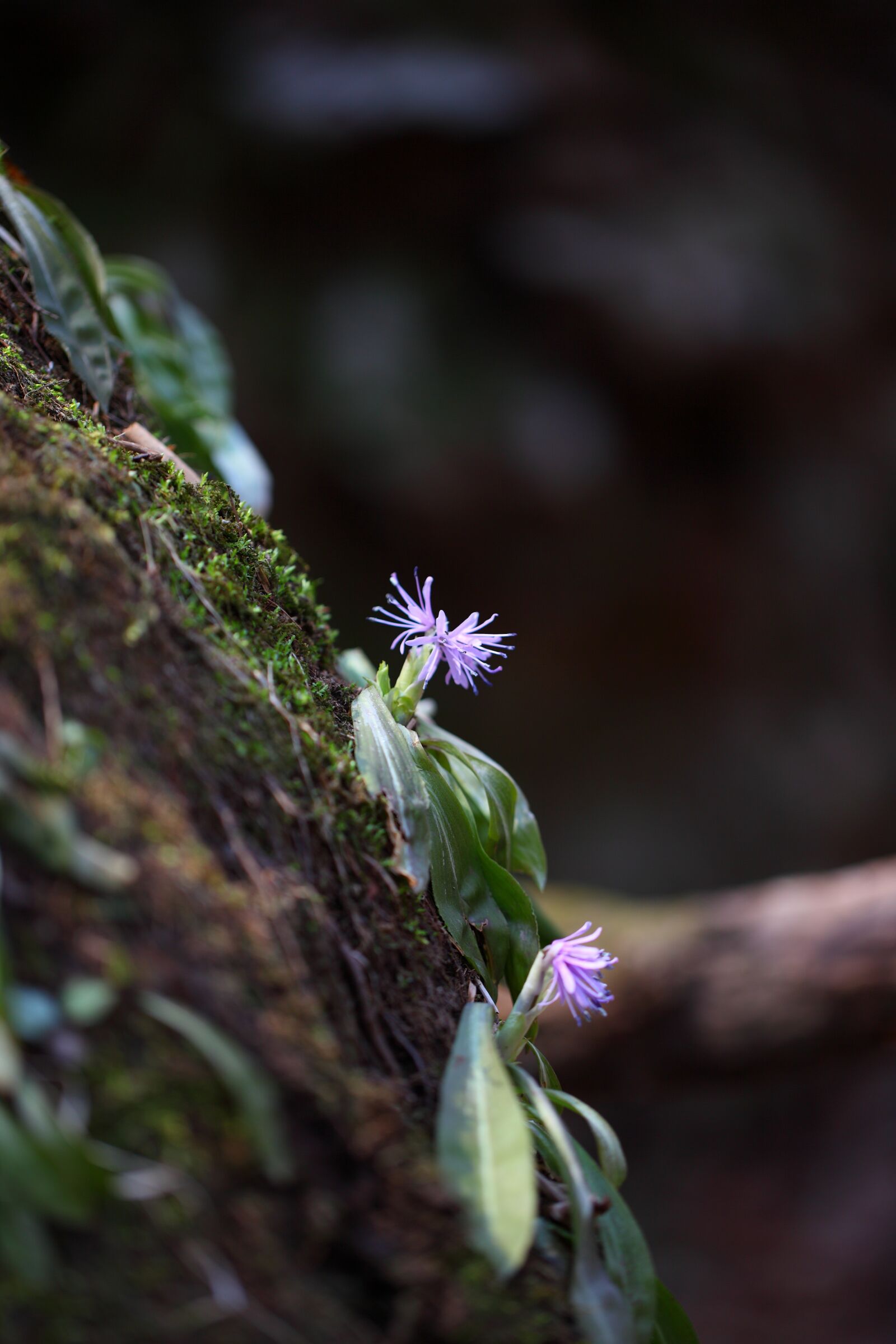 Canon EOS 5D Mark II sample photo. Nature, leaf, outdoors photography