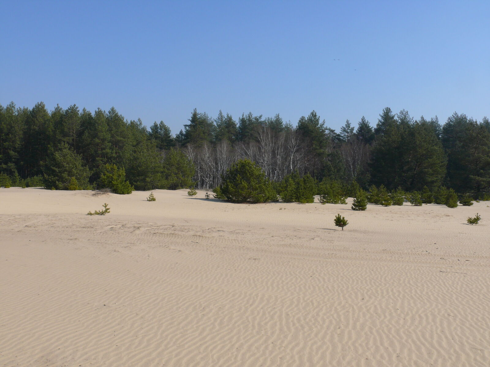 Panasonic DMC-FZ50 sample photo. Sand photography