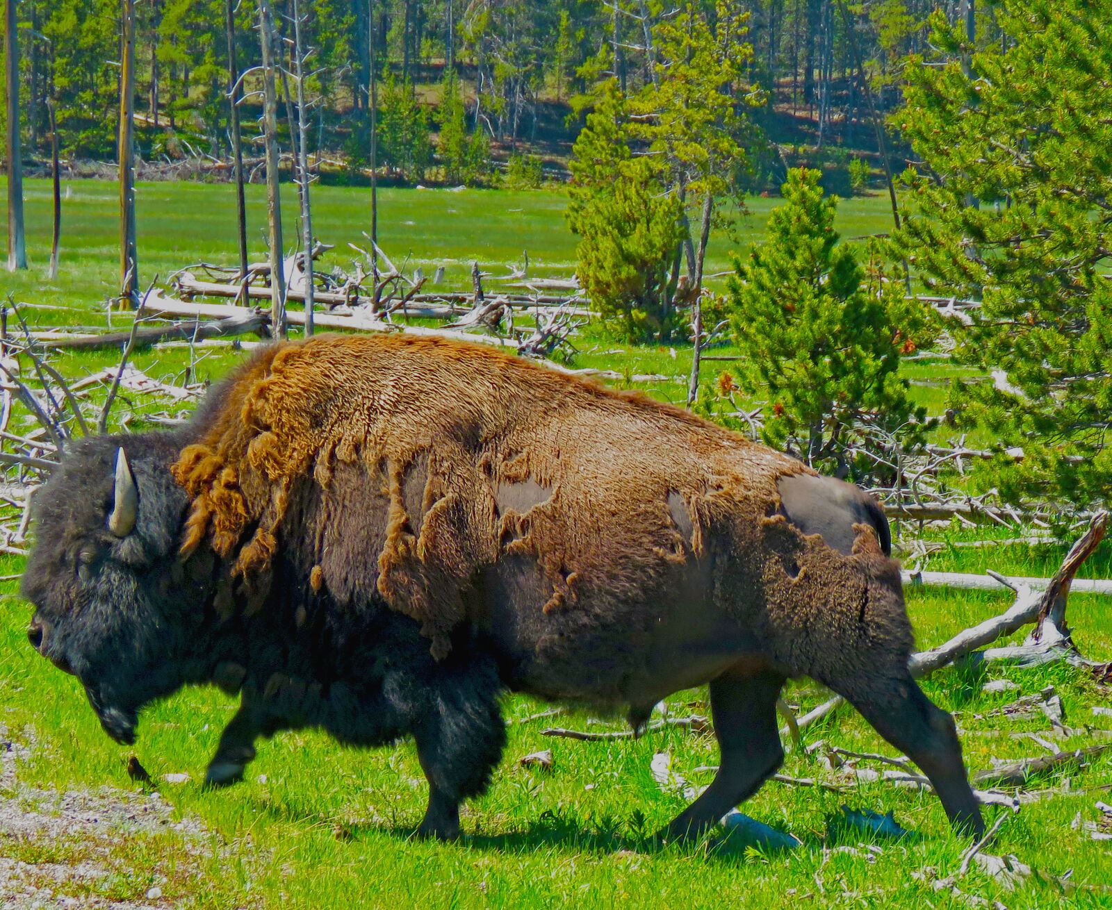 Canon PowerShot SX60 HS sample photo. Bison american buffalo, yellowstone photography