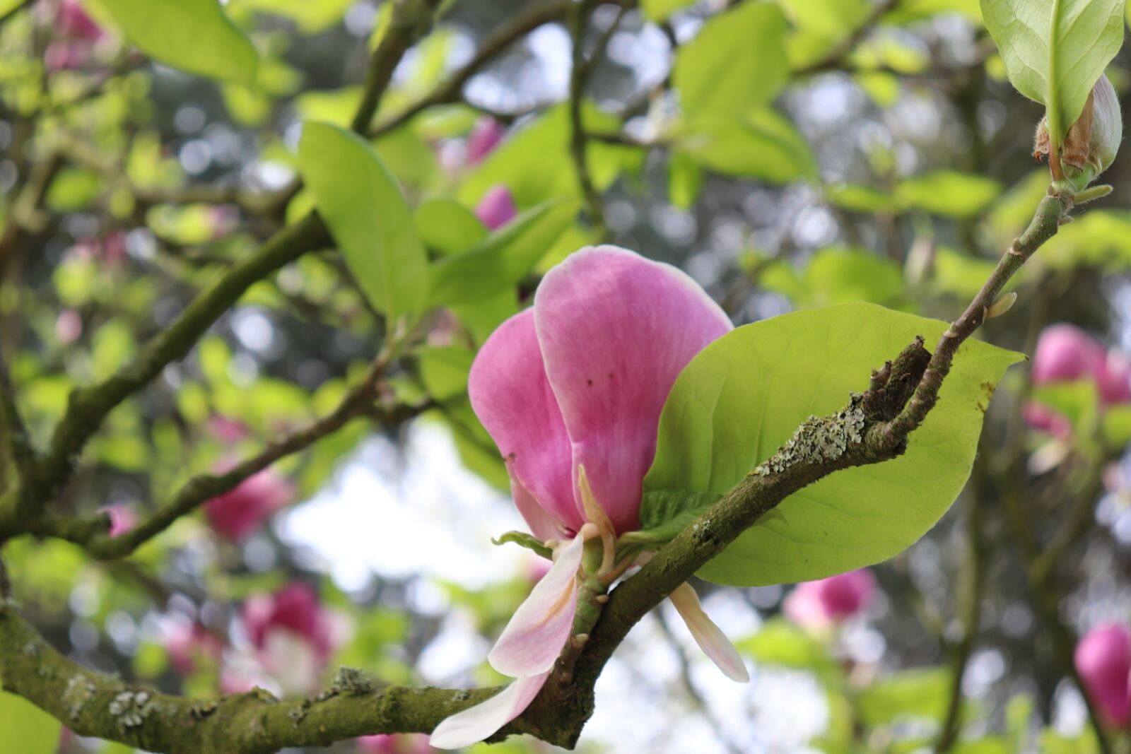 Canon EOS 200D (EOS Rebel SL2 / EOS Kiss X9) sample photo. Flowers, tree, pink photography